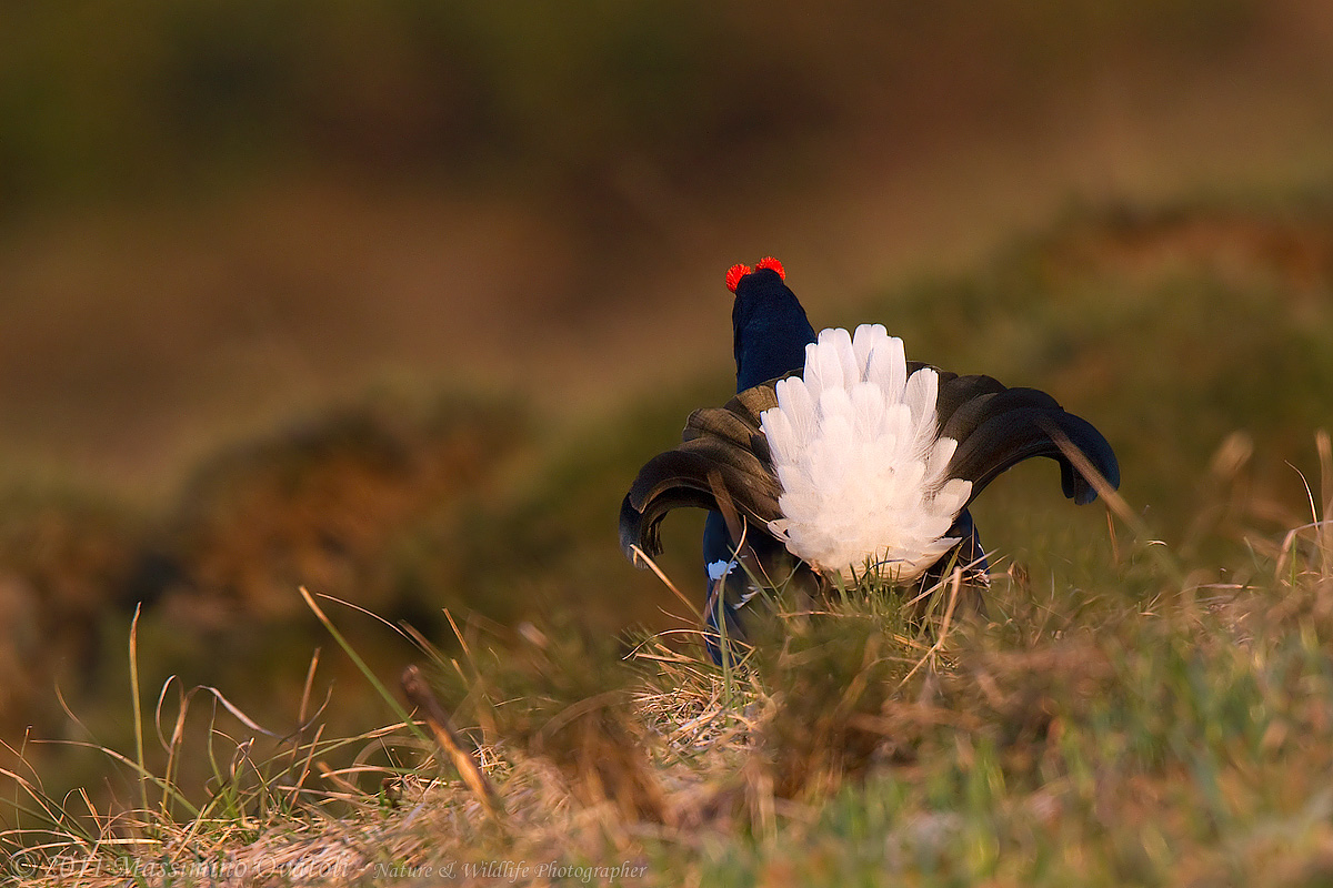 Gallo forcello lato B