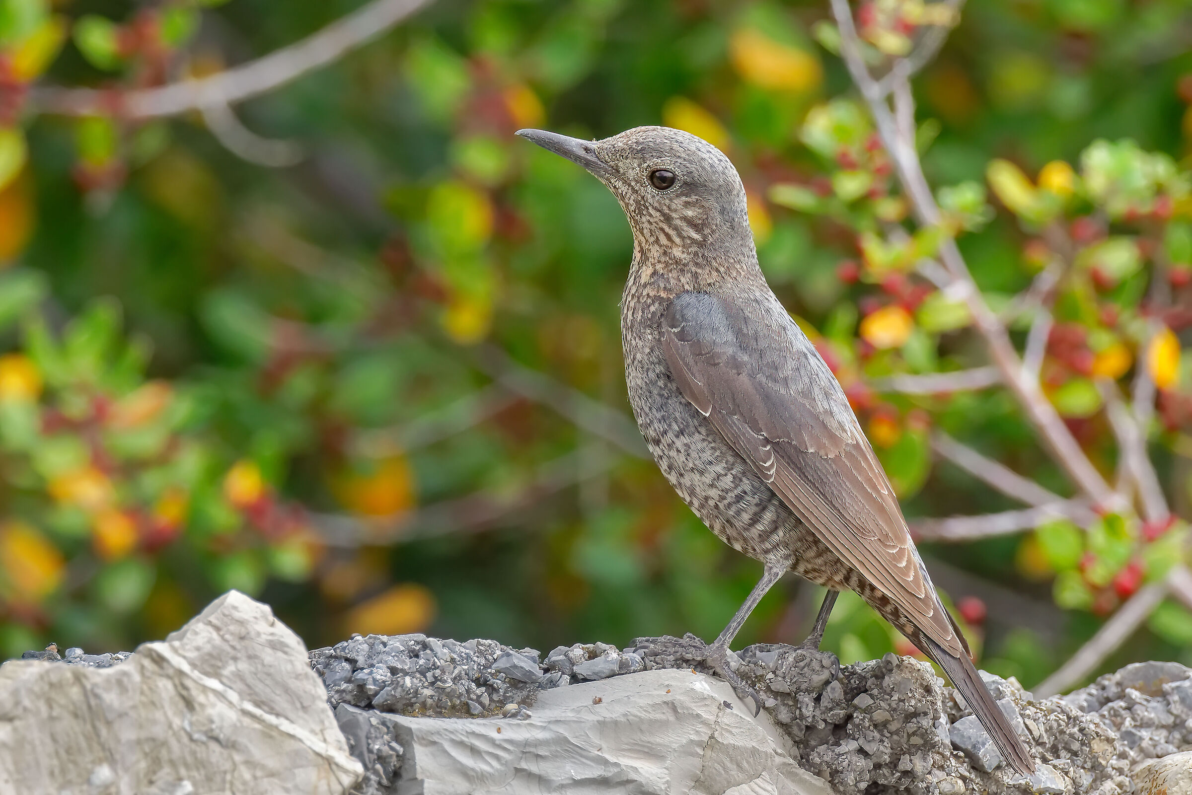 Blue rock thrush