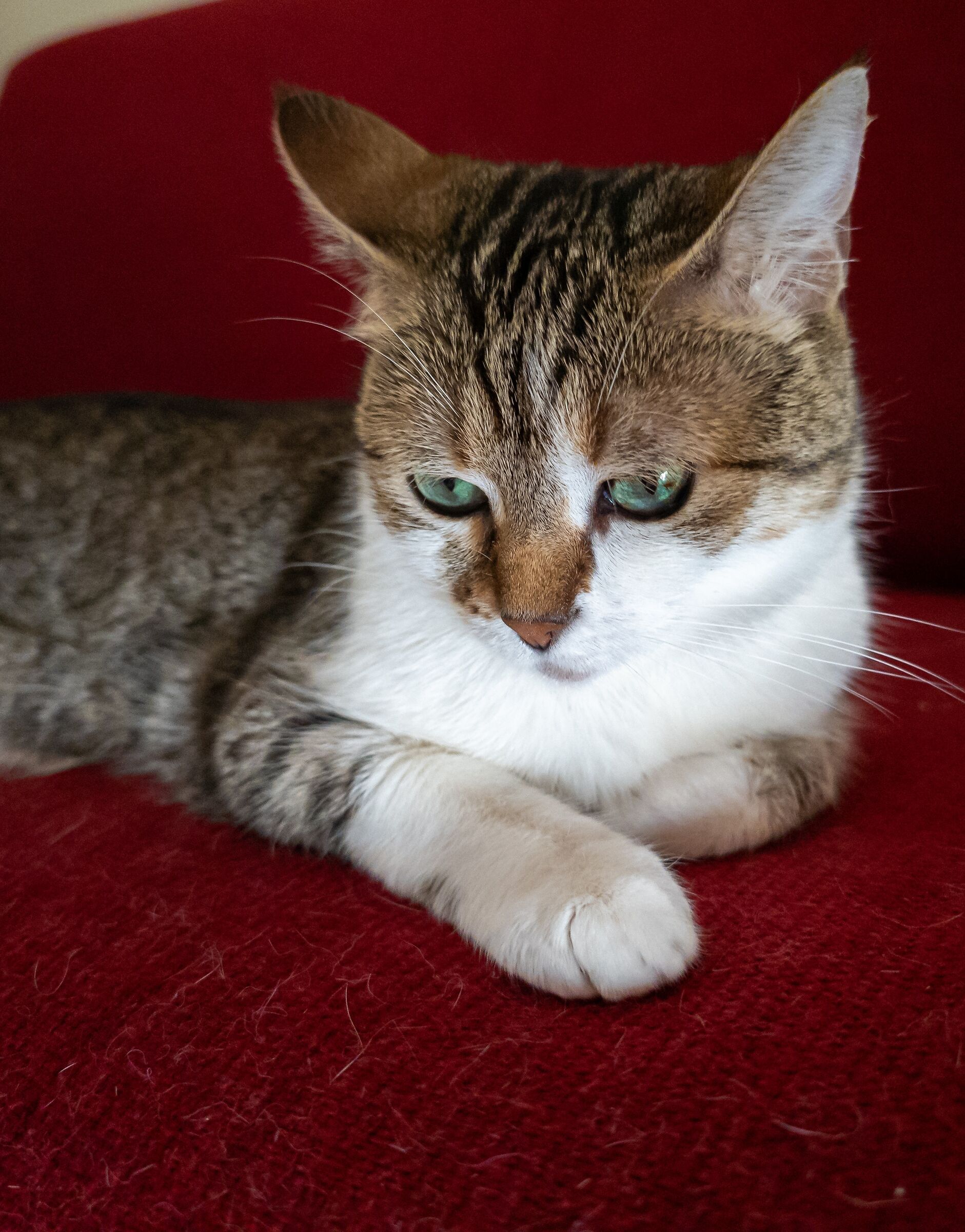 Gattina Xiaomi s12 ultra