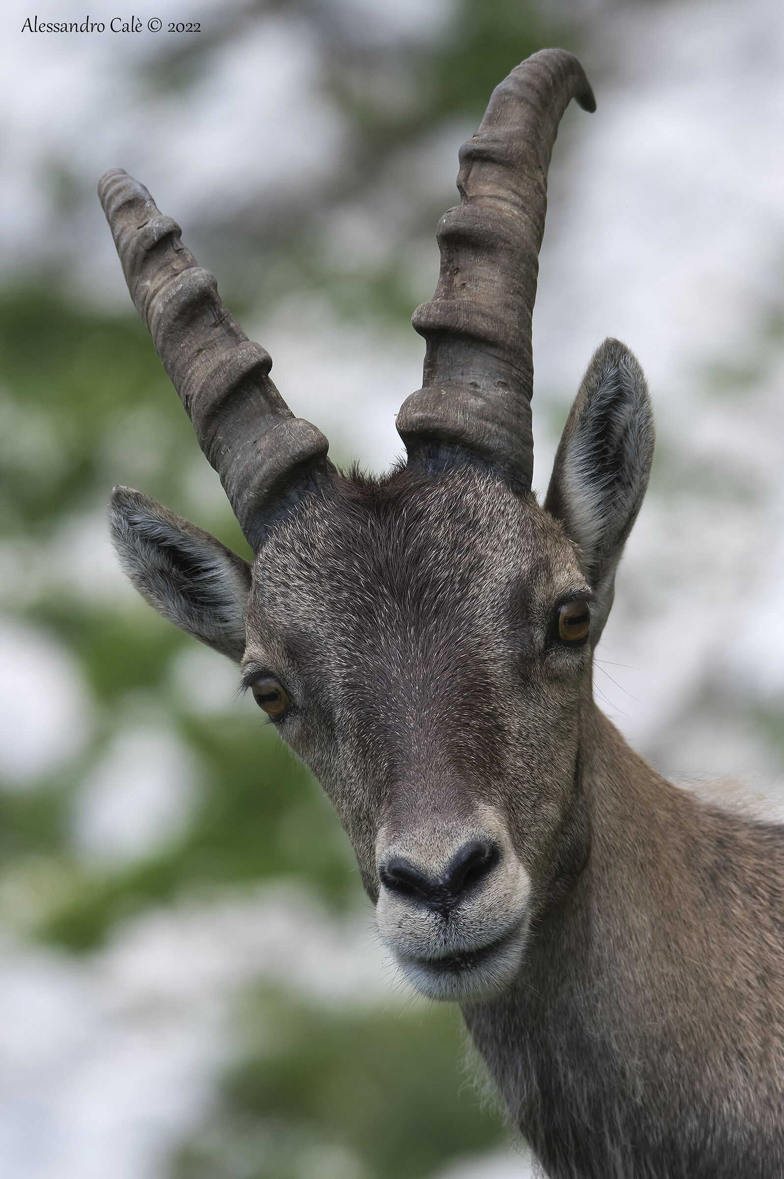 Capra ibex (Stambecco) J 5979