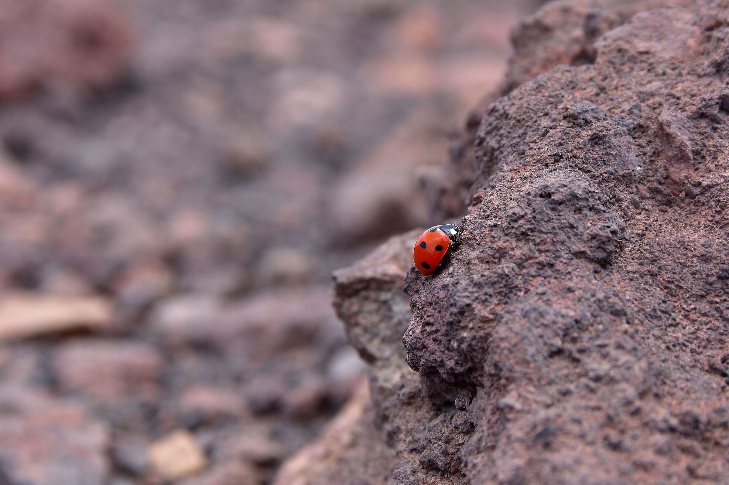 Ladybug on lava rock