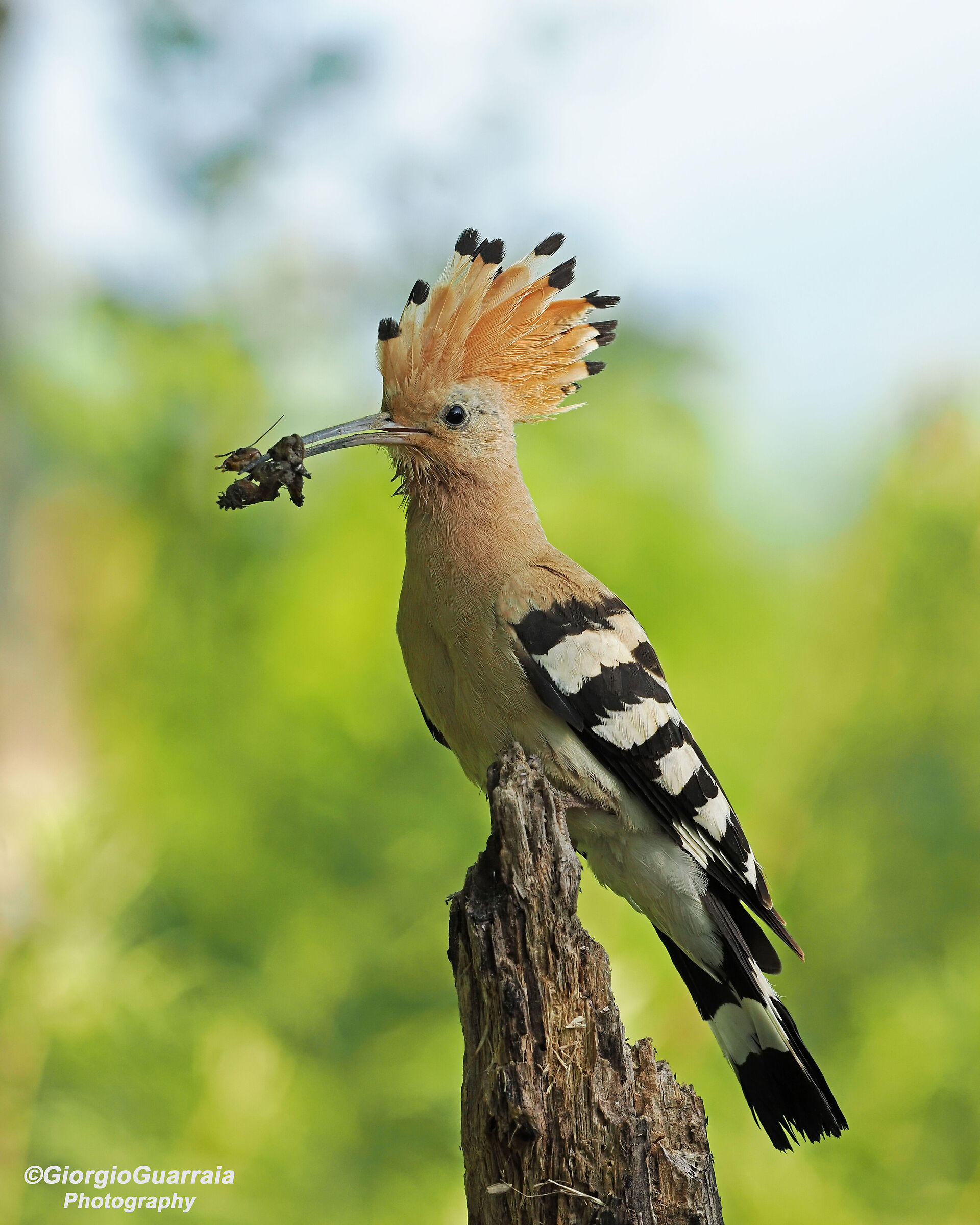 Hoopoe!