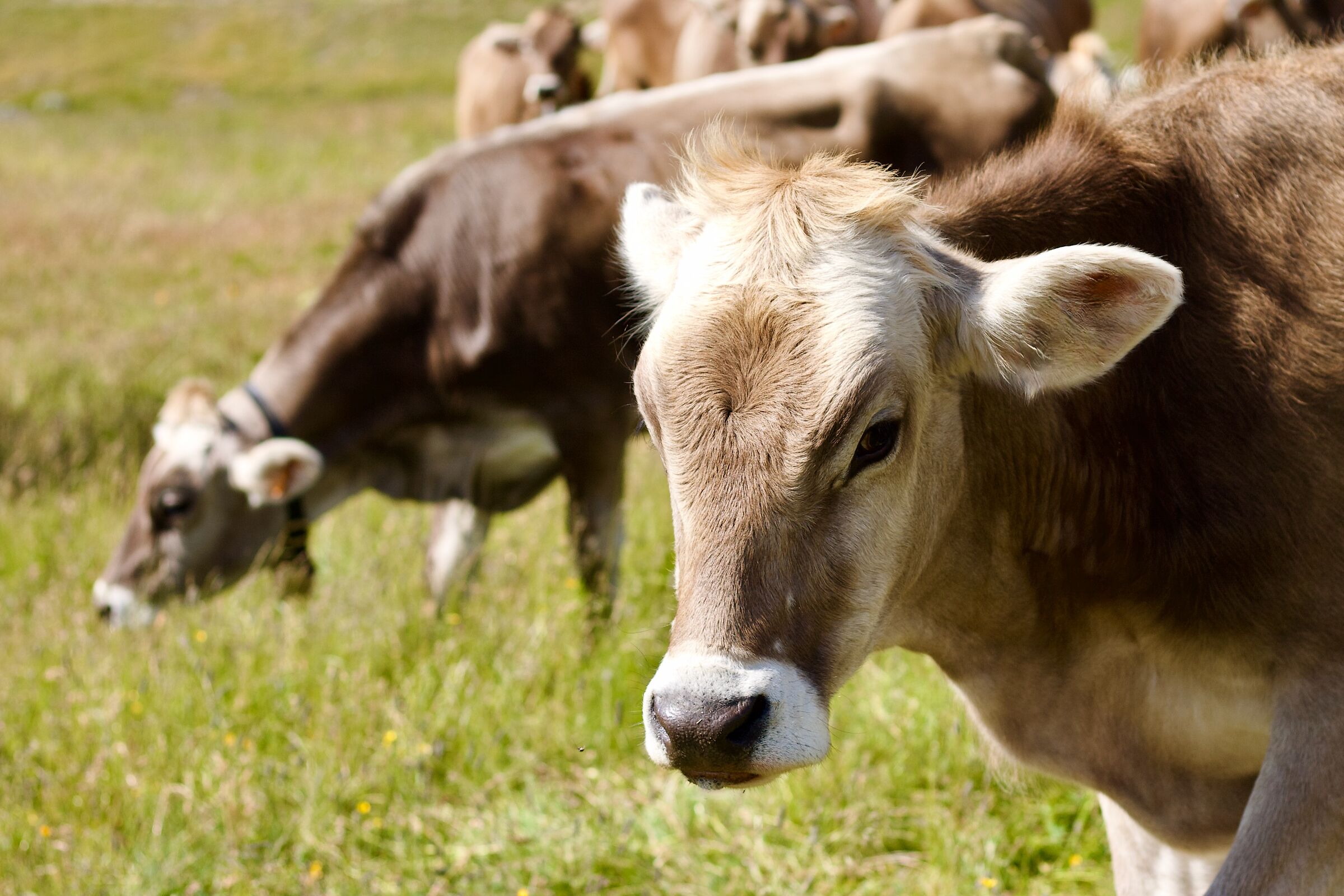 Curious cow