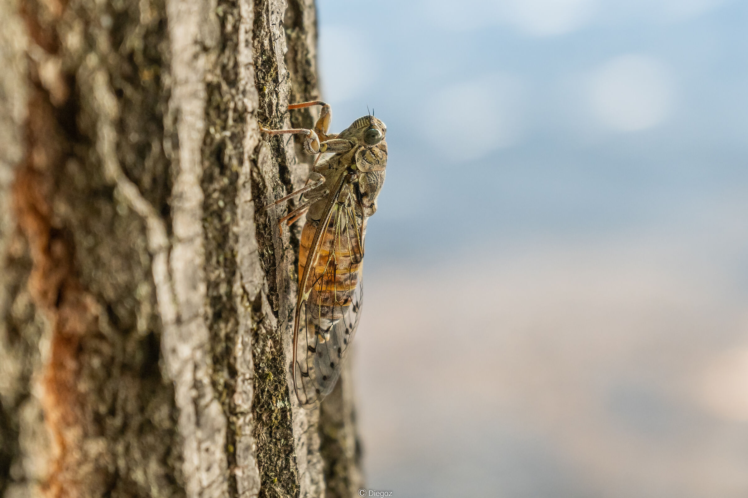 l'emblema dell'estate