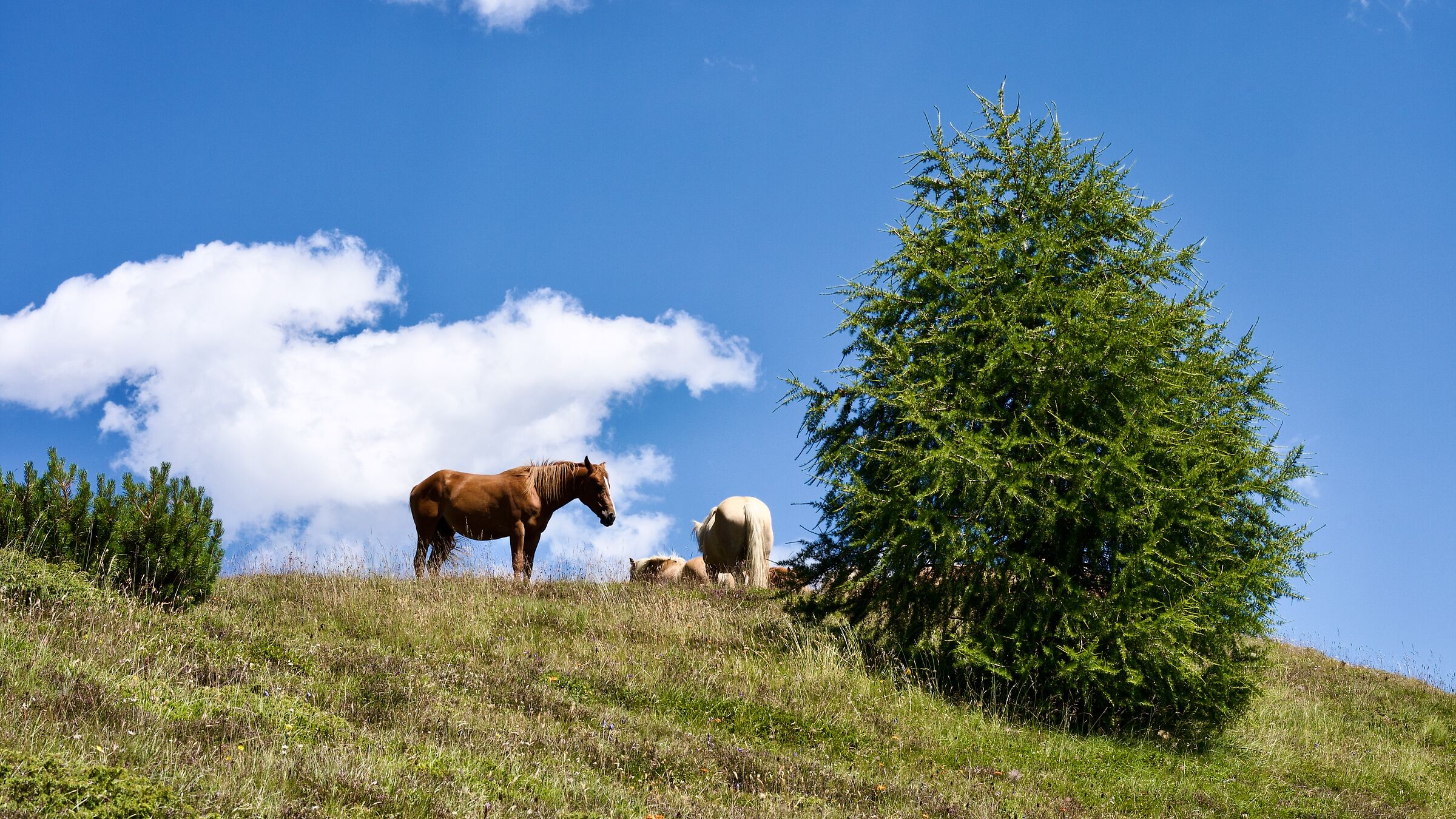 Horses in moorland 2.0