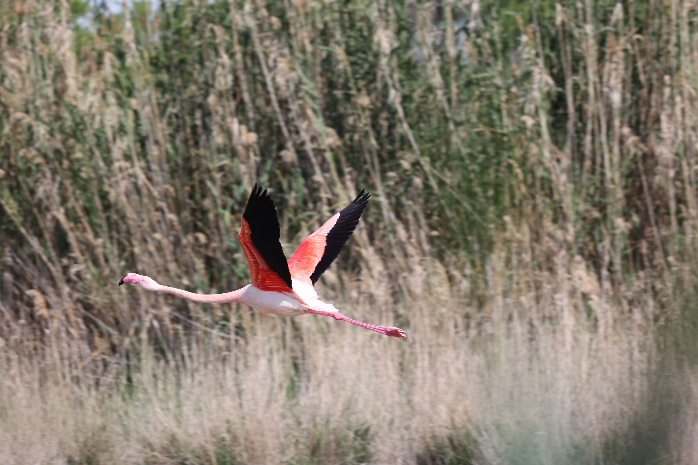 Pink flamingos