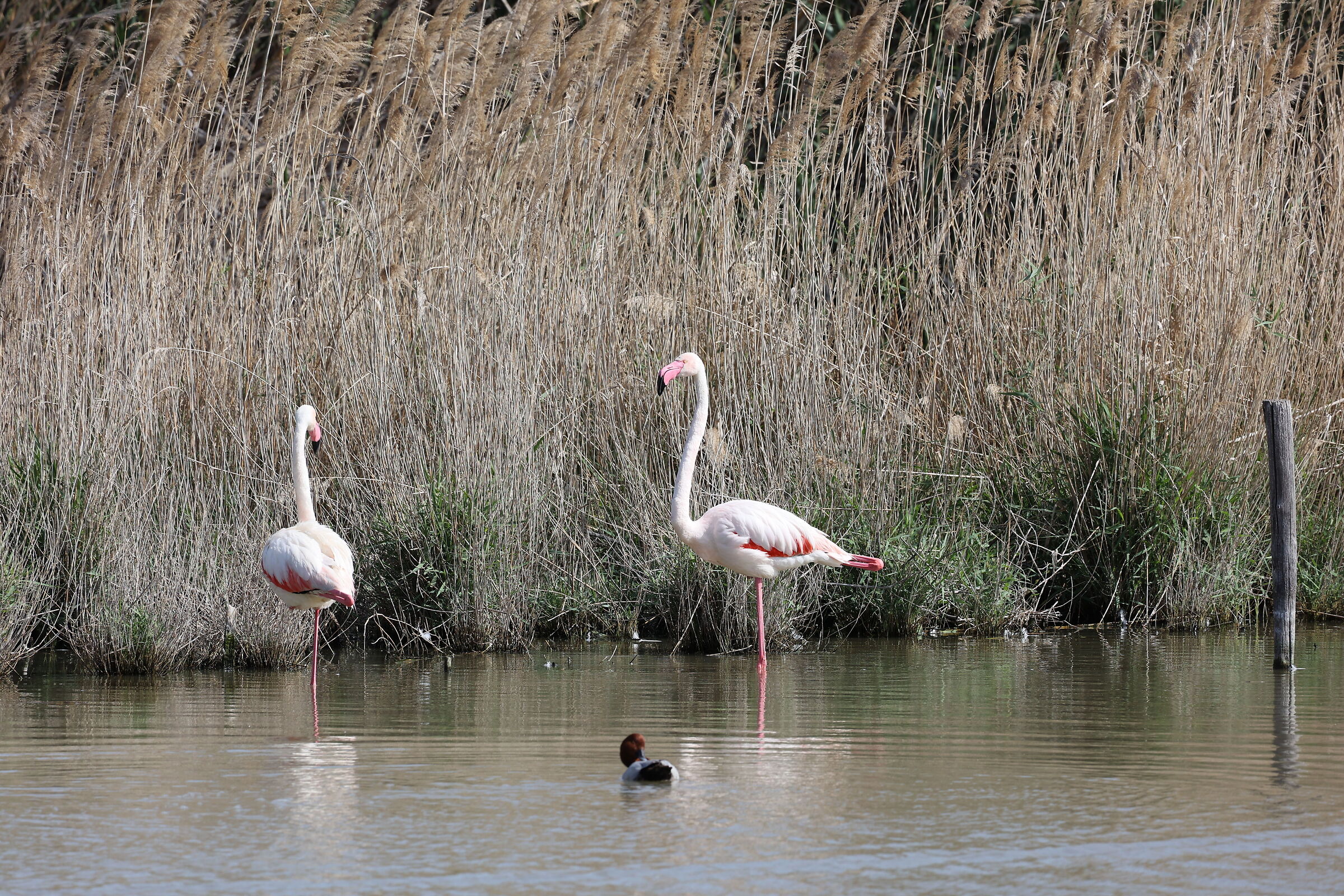 Pink flamingos