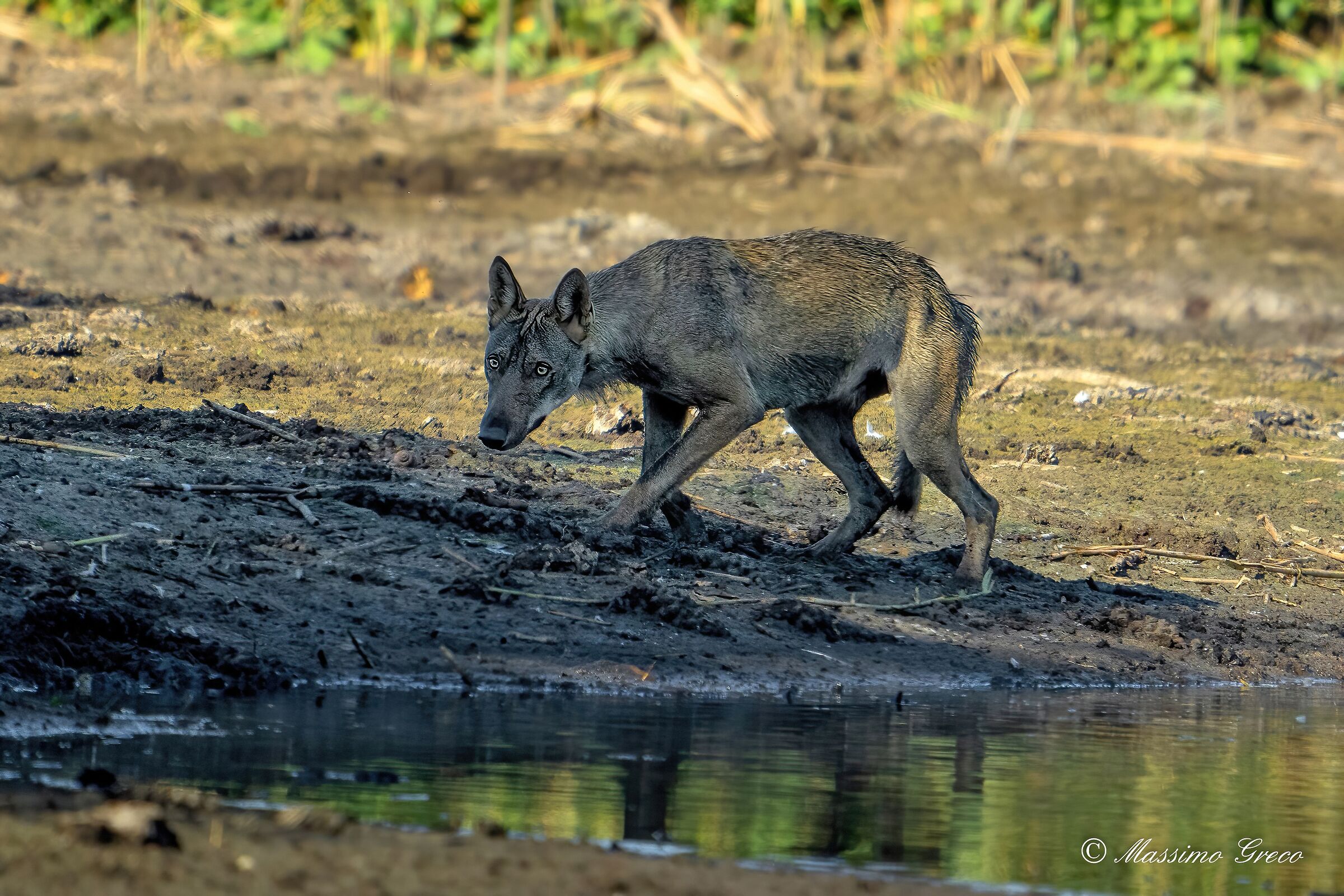 Lupo appenninico (Canis lupus italicus)