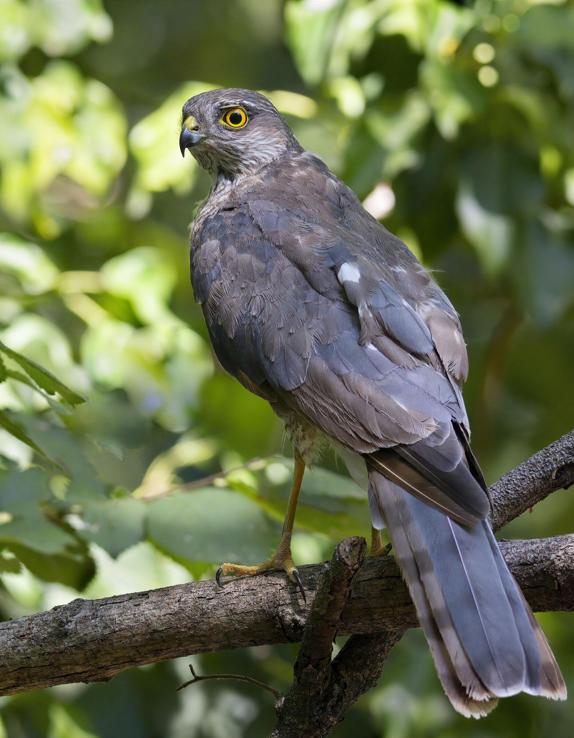 Sparrowhawk