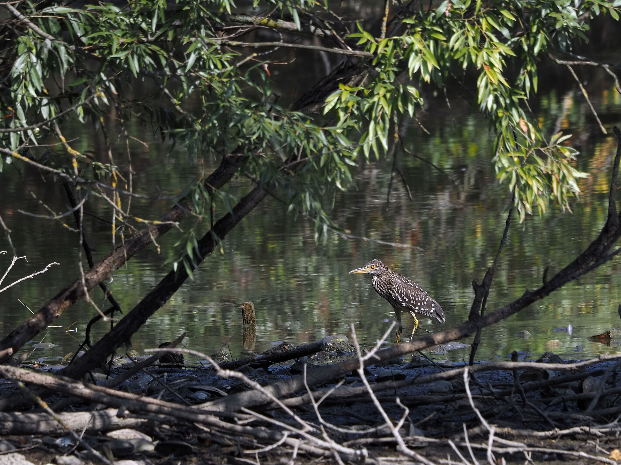 Young Nitticora 1st summer
