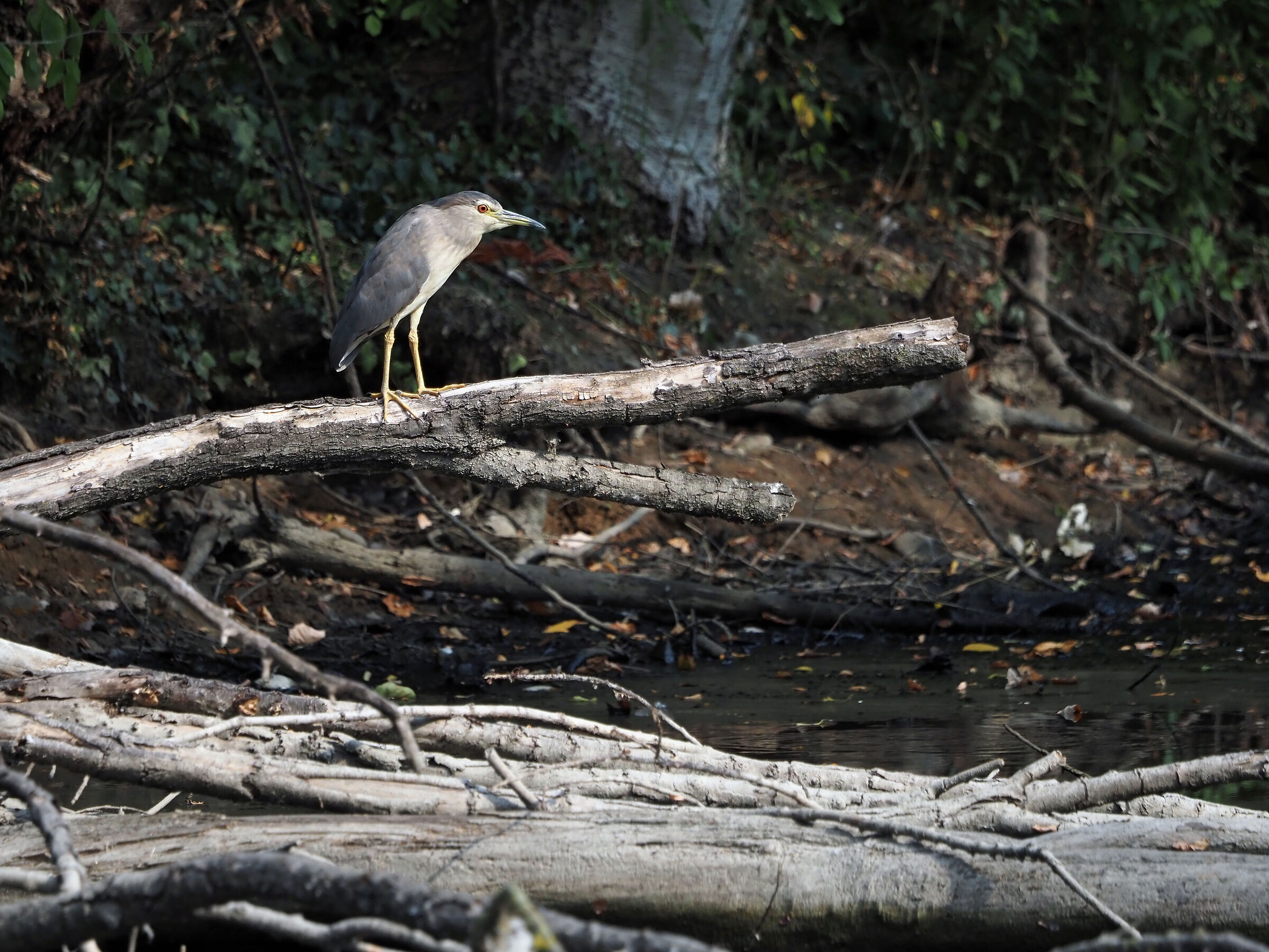 Young Nitticora 2nd summer