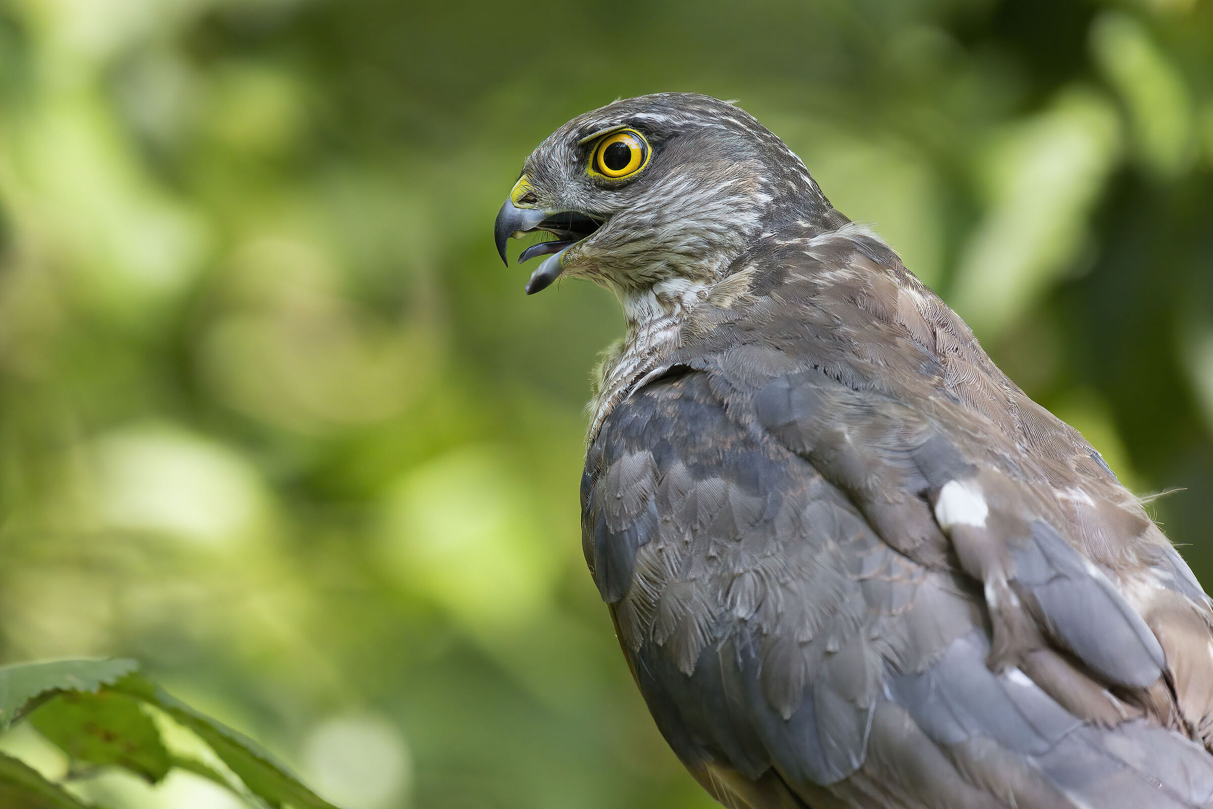 Sparrowhawk