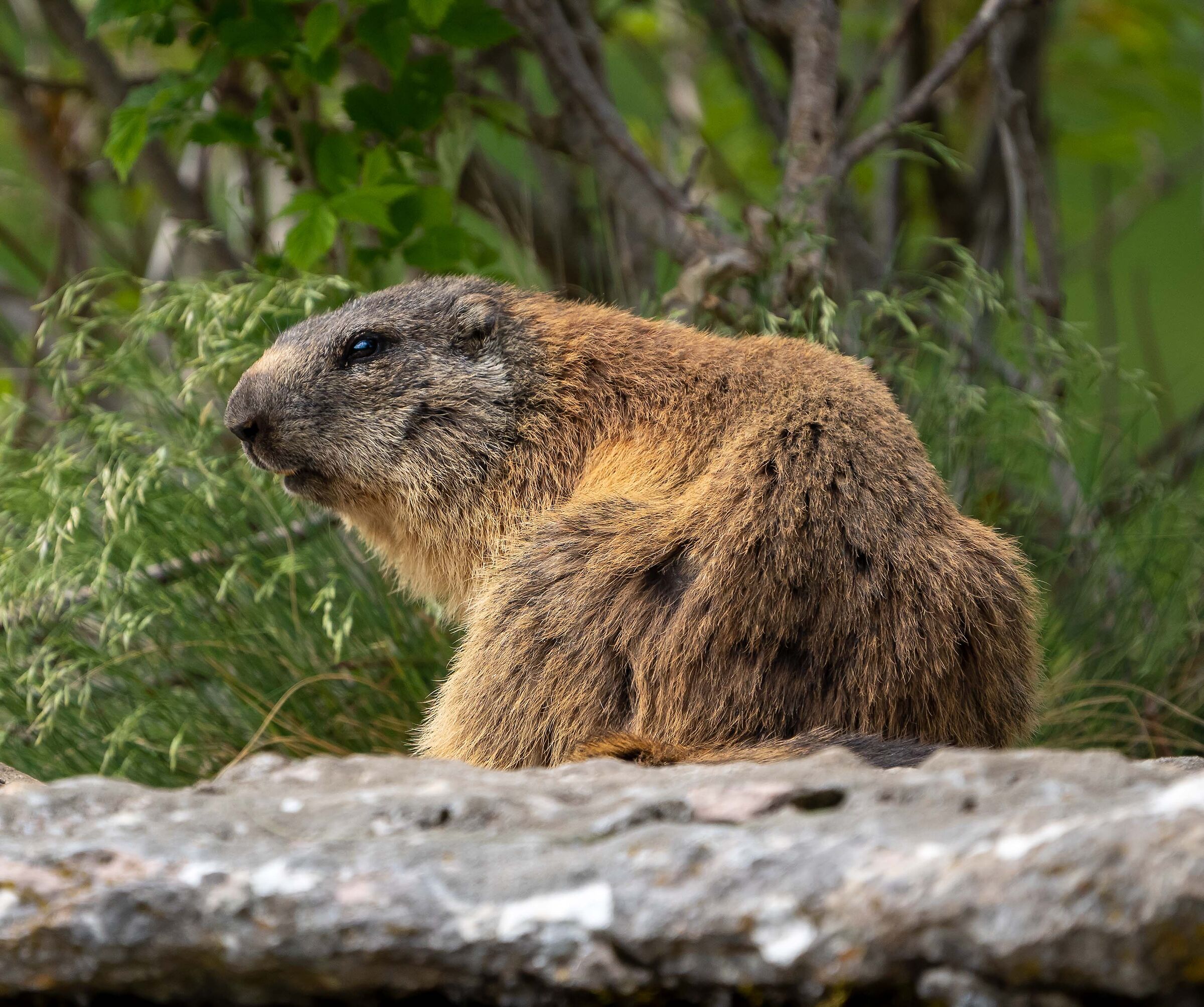 marmotta
