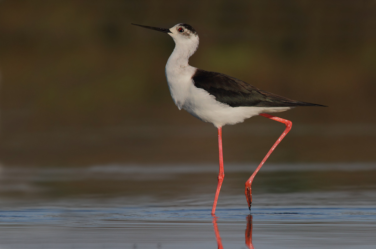 knight of Italy in strange behavior