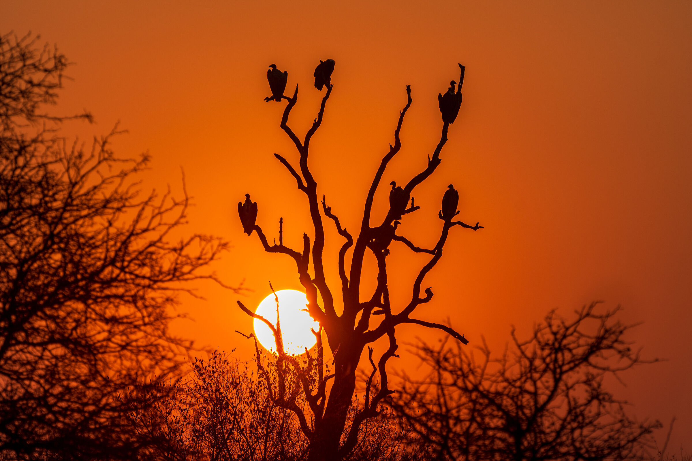 Avvoltoi al tramonto