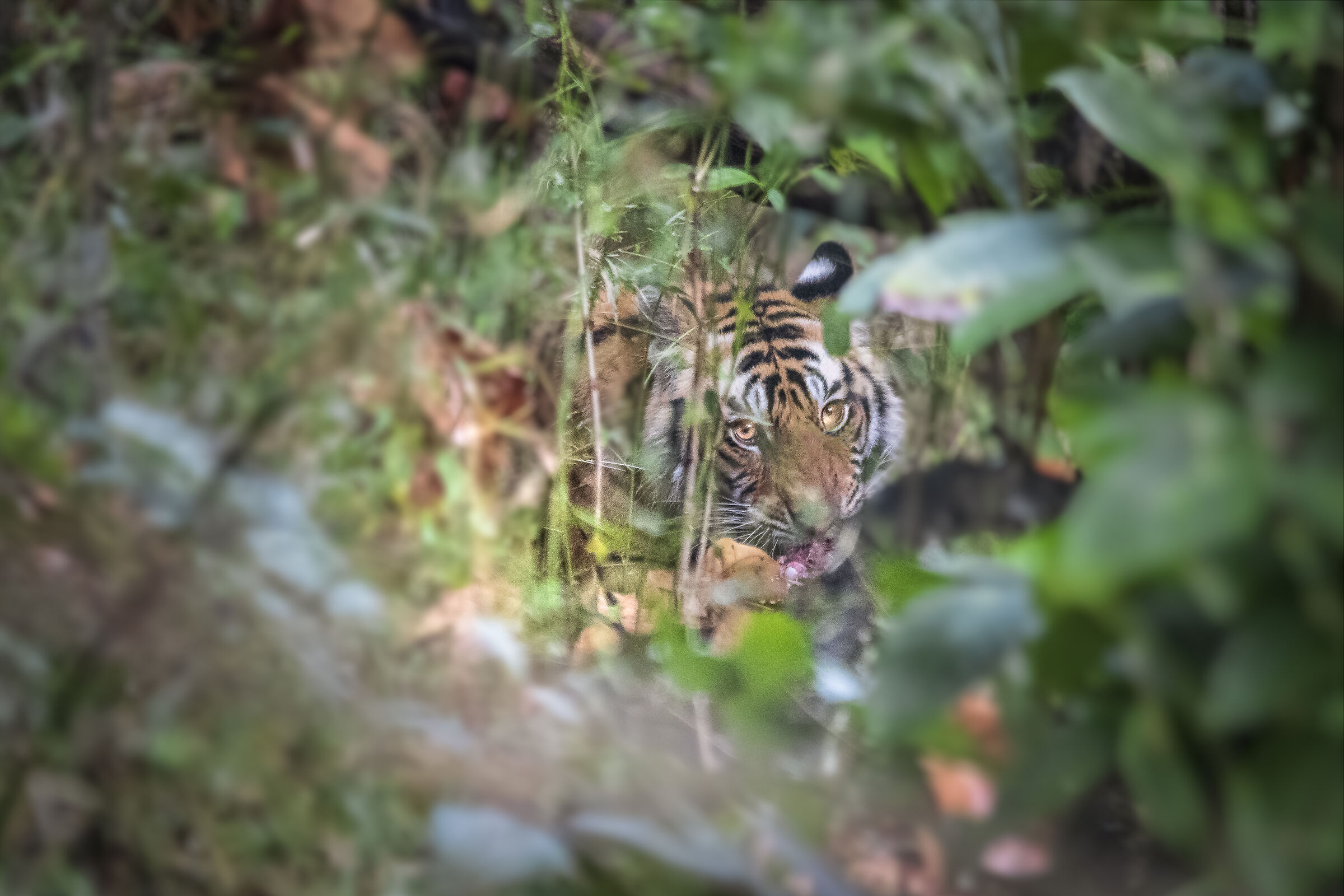 Uno sguardo nella giungla