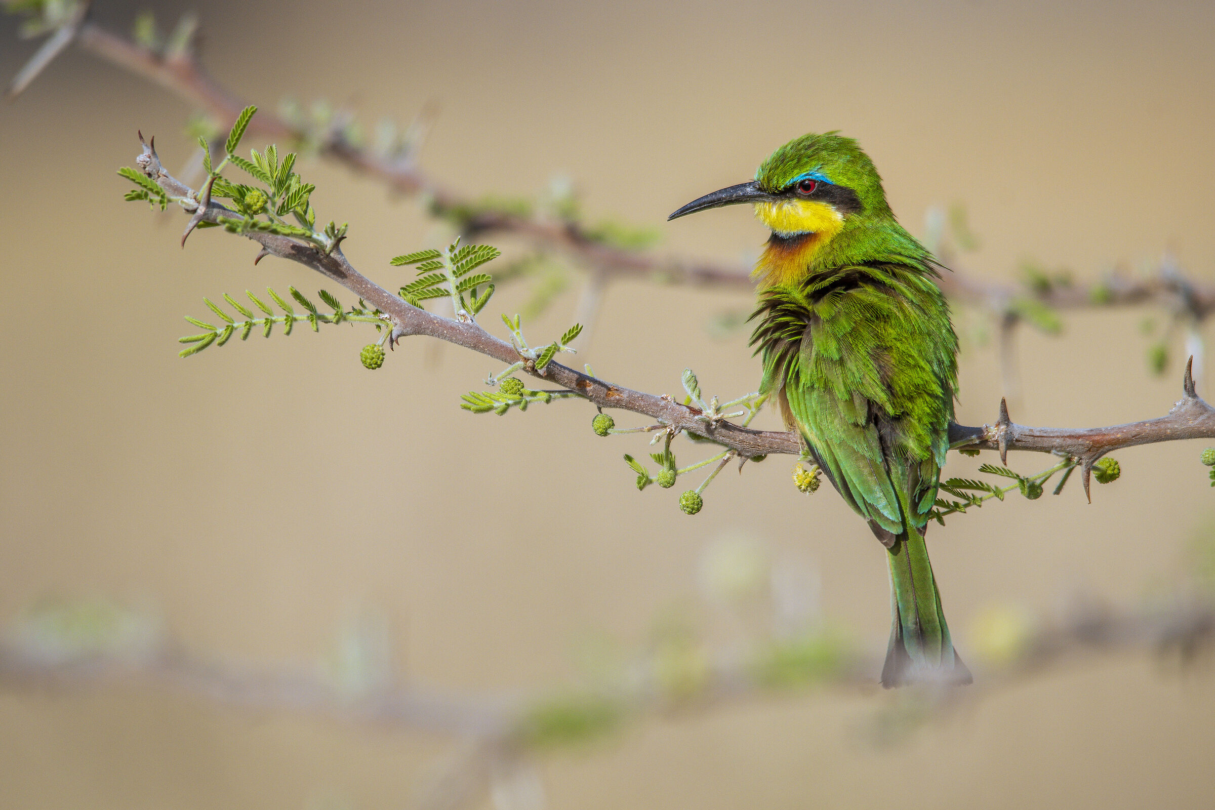 Little bee eater