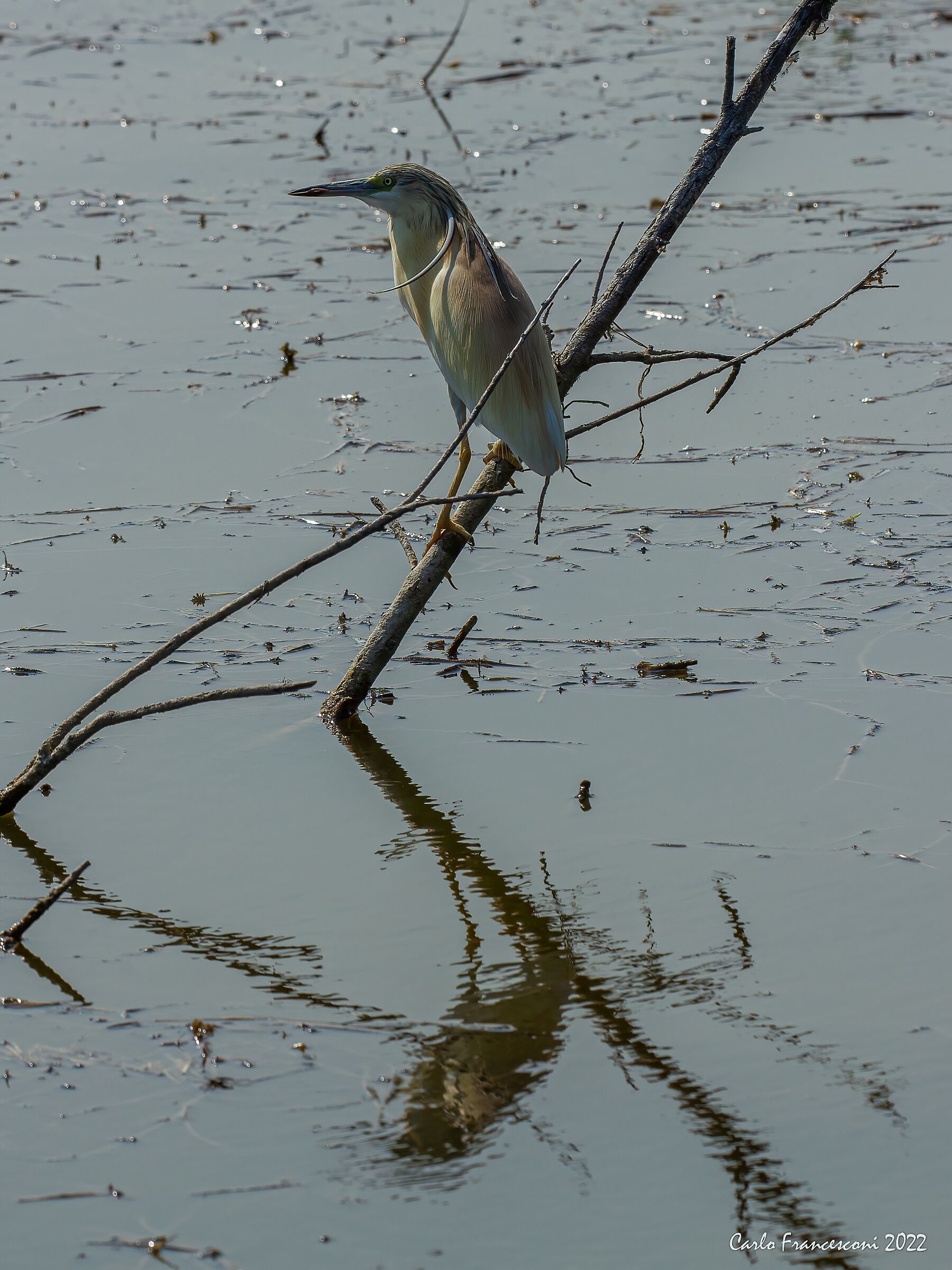 Ciuffettin ciuffettino - alla lipu Massaciuccoli