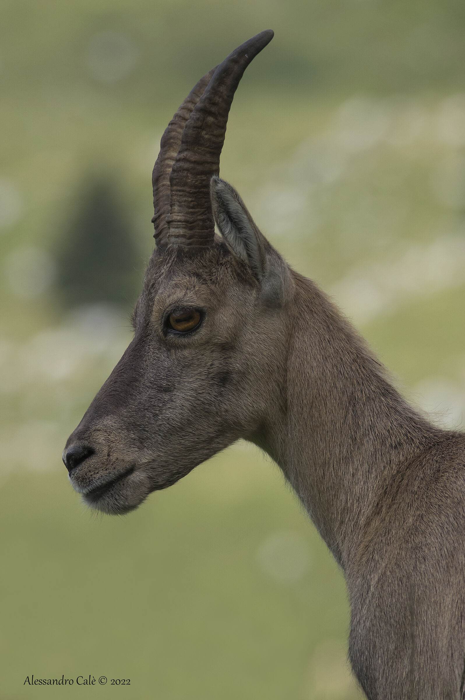 Capra ibex (Stambecco) F 5920