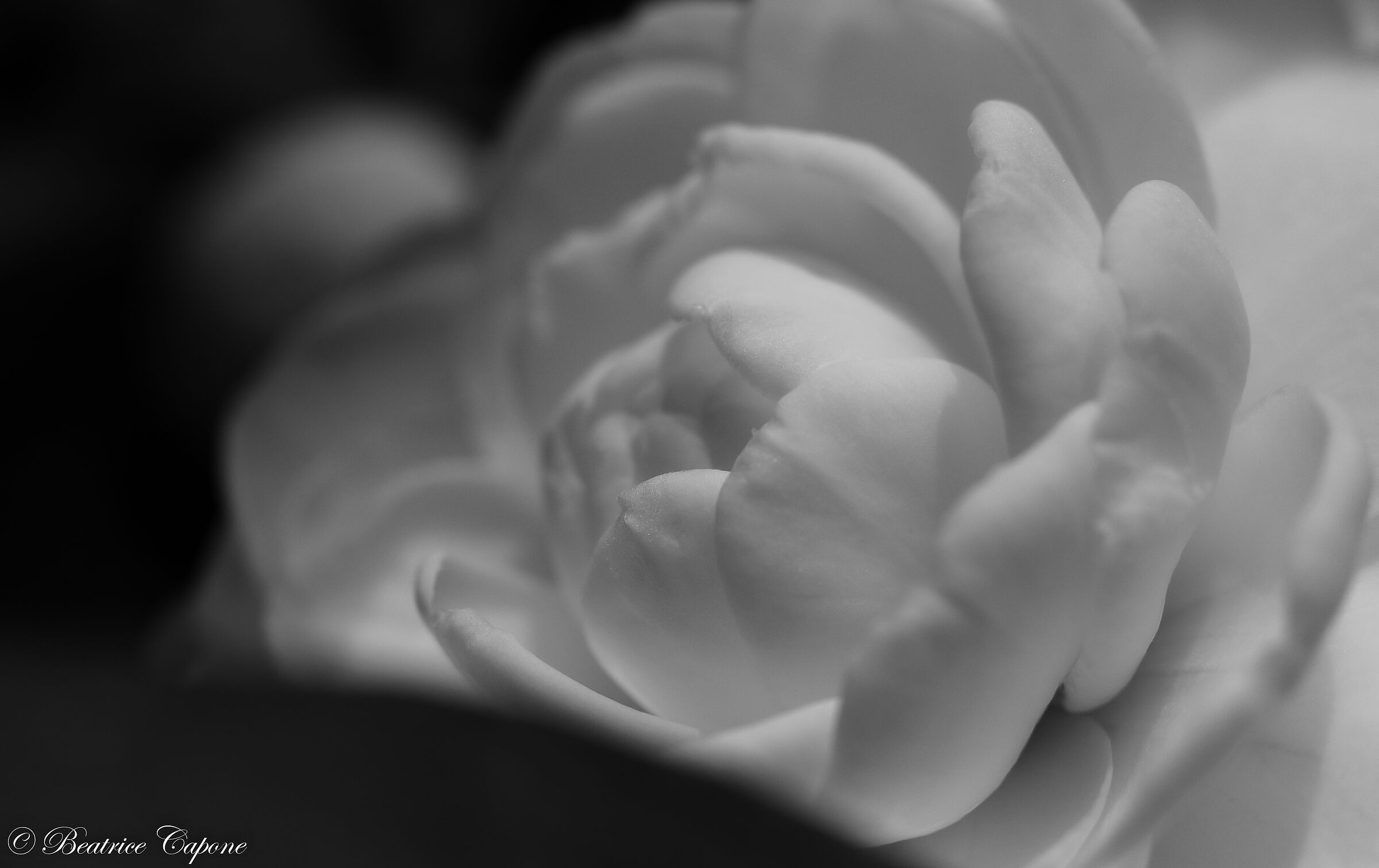 Camellia, elegance and delicacy