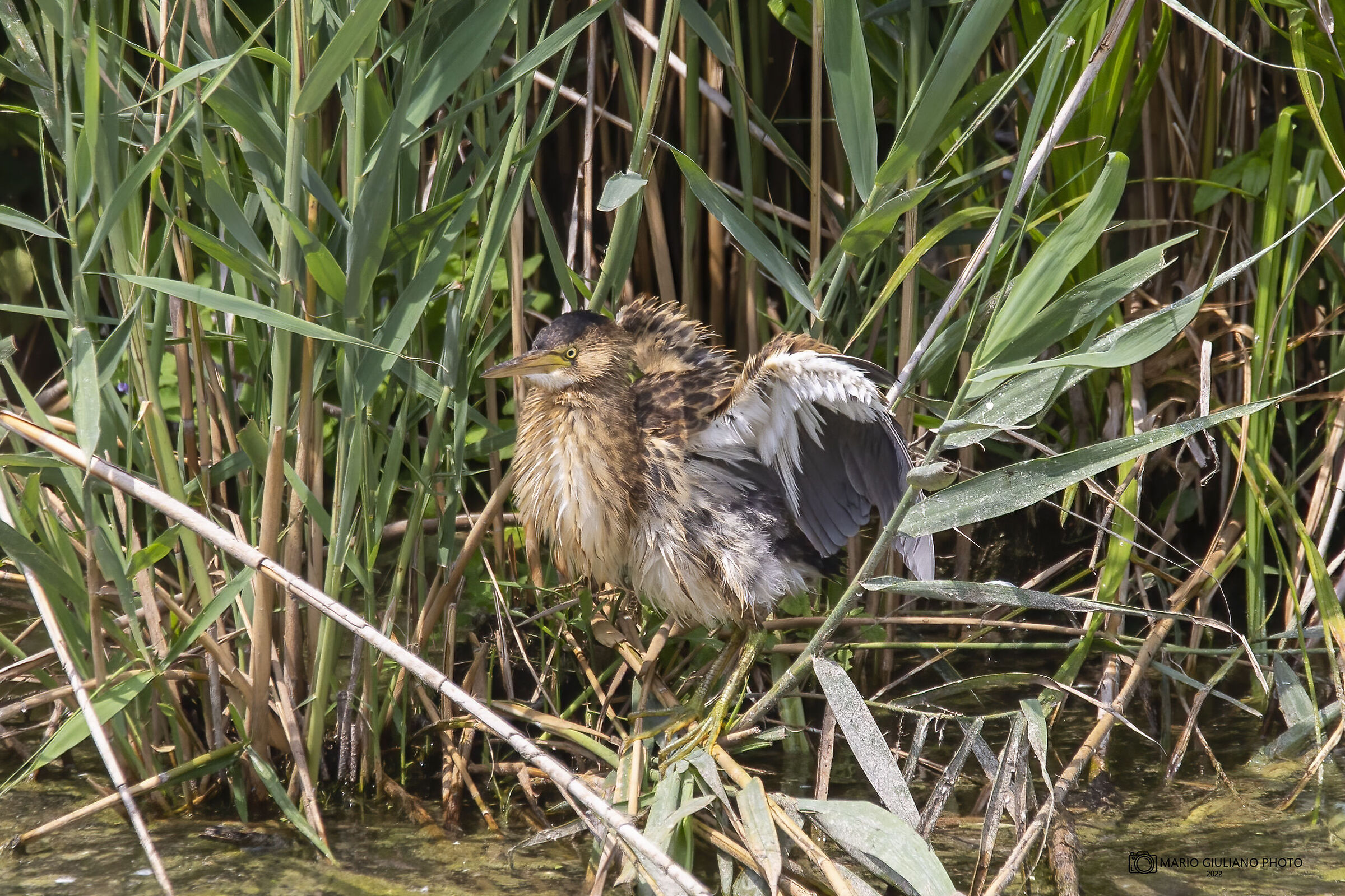 Shaggy bittern