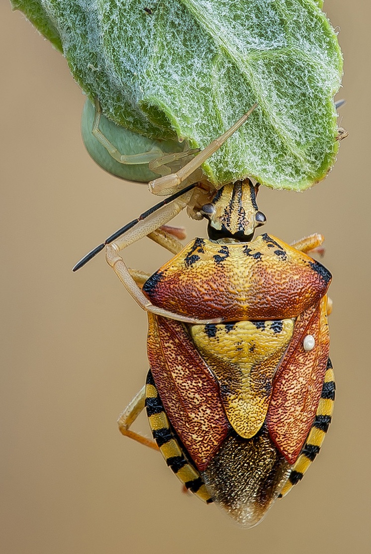 La natura.........preda e predatore