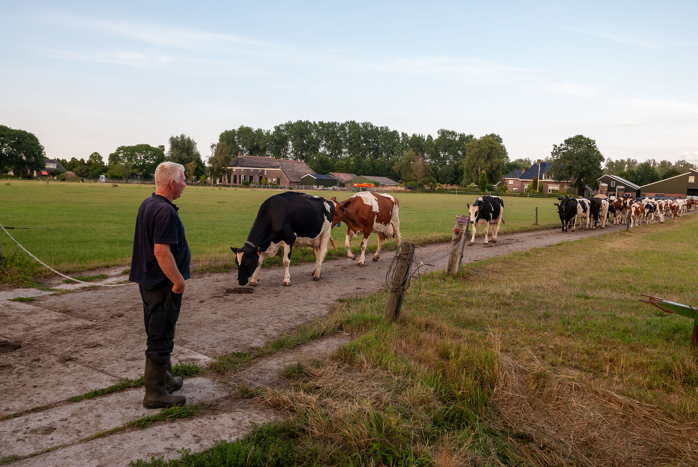 Cows led to pasture for night stat