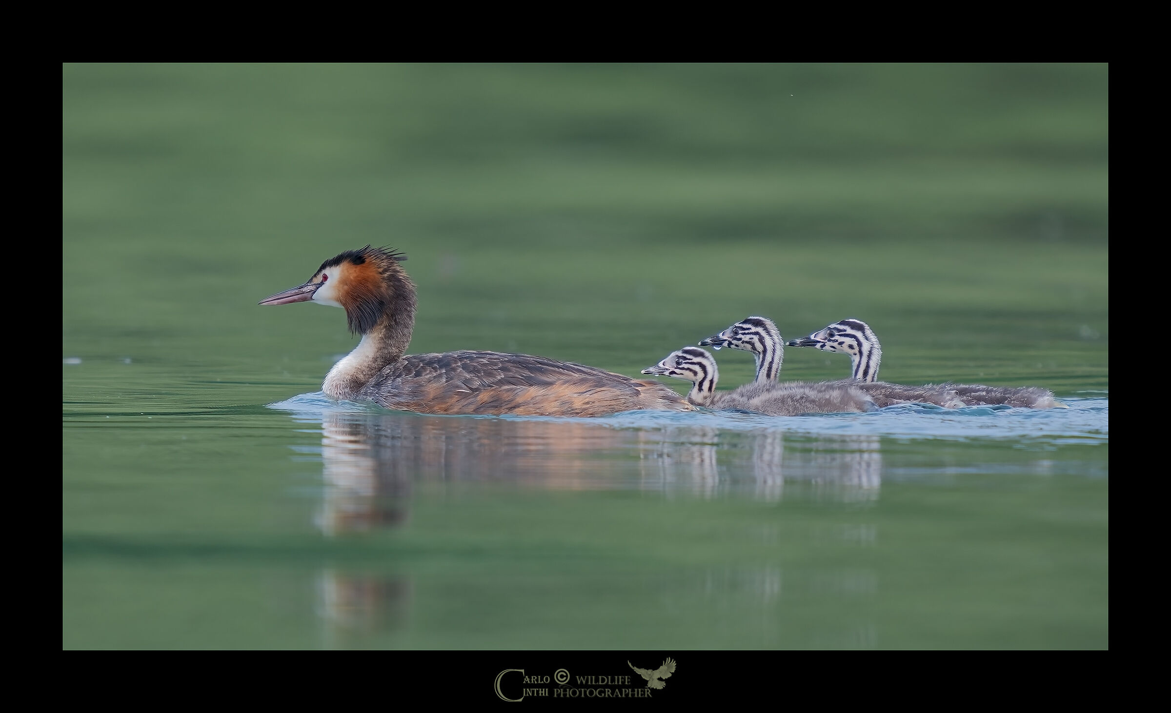 Mom Grebe with little ones