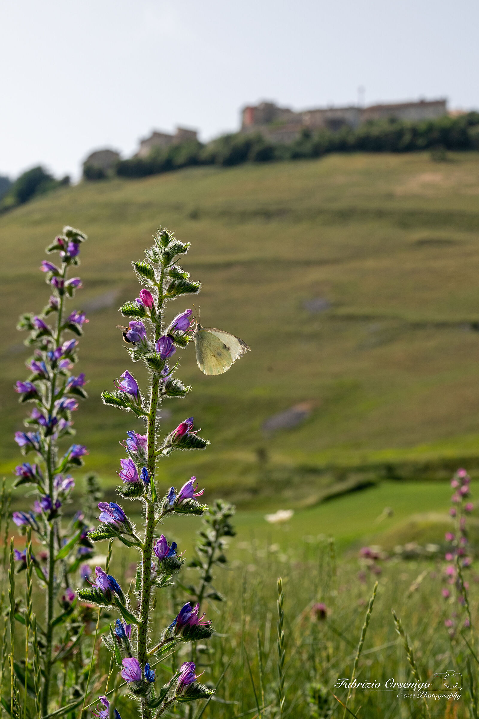 Una farfalla a Castelluccio