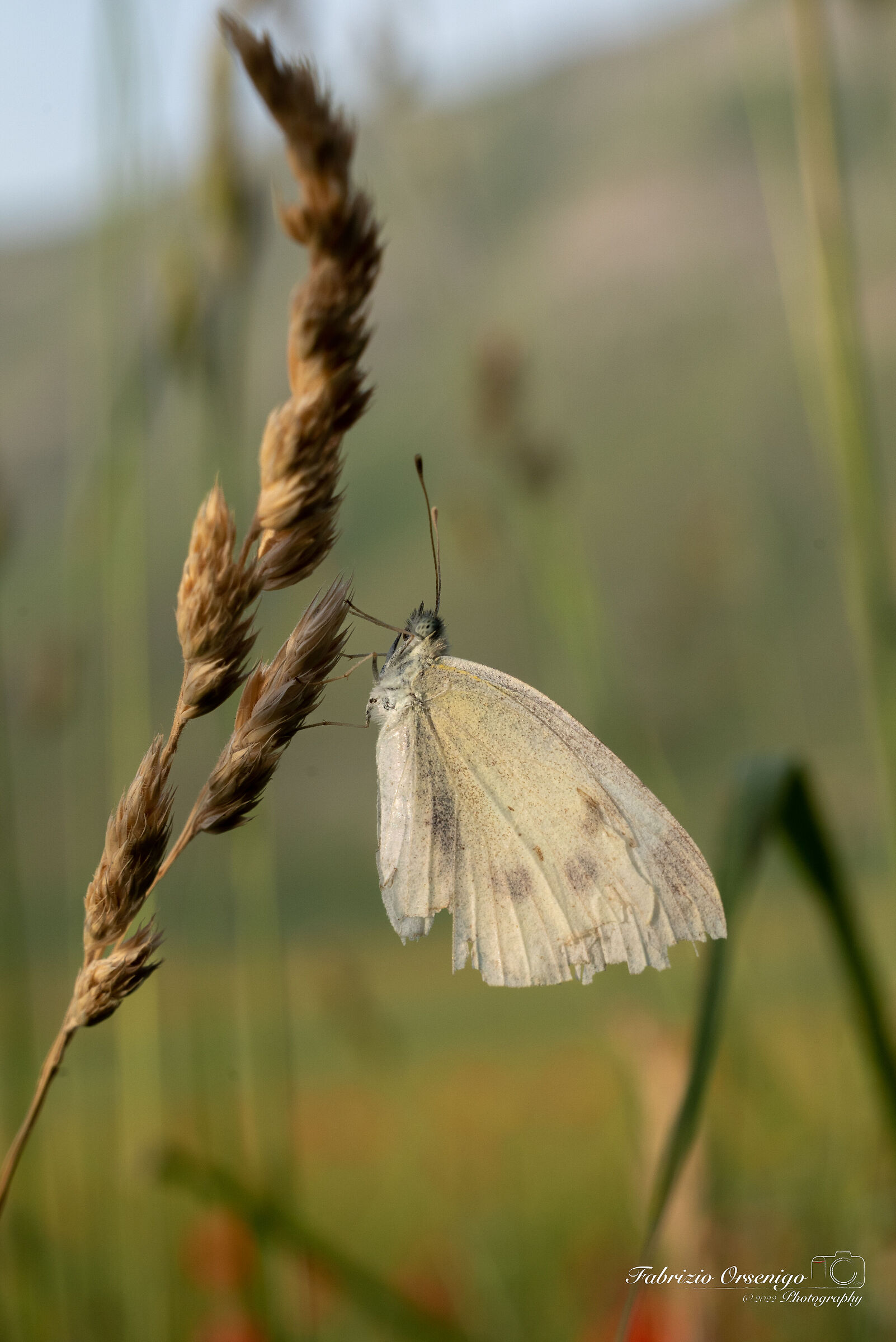 Il riposo al tramonto