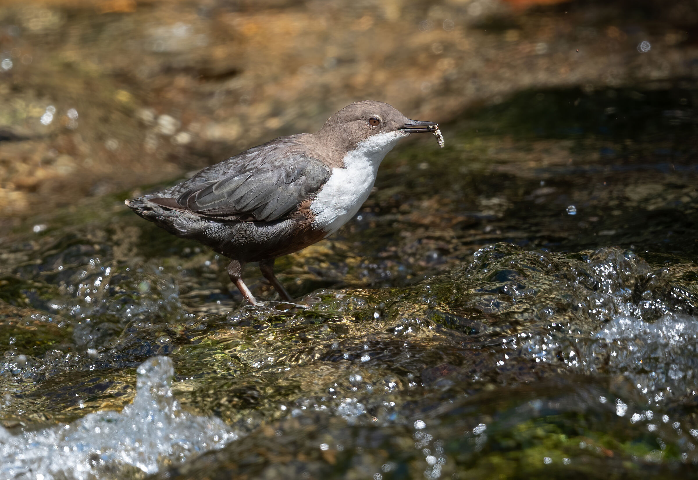 Blackbird the young man grows up and is hungry