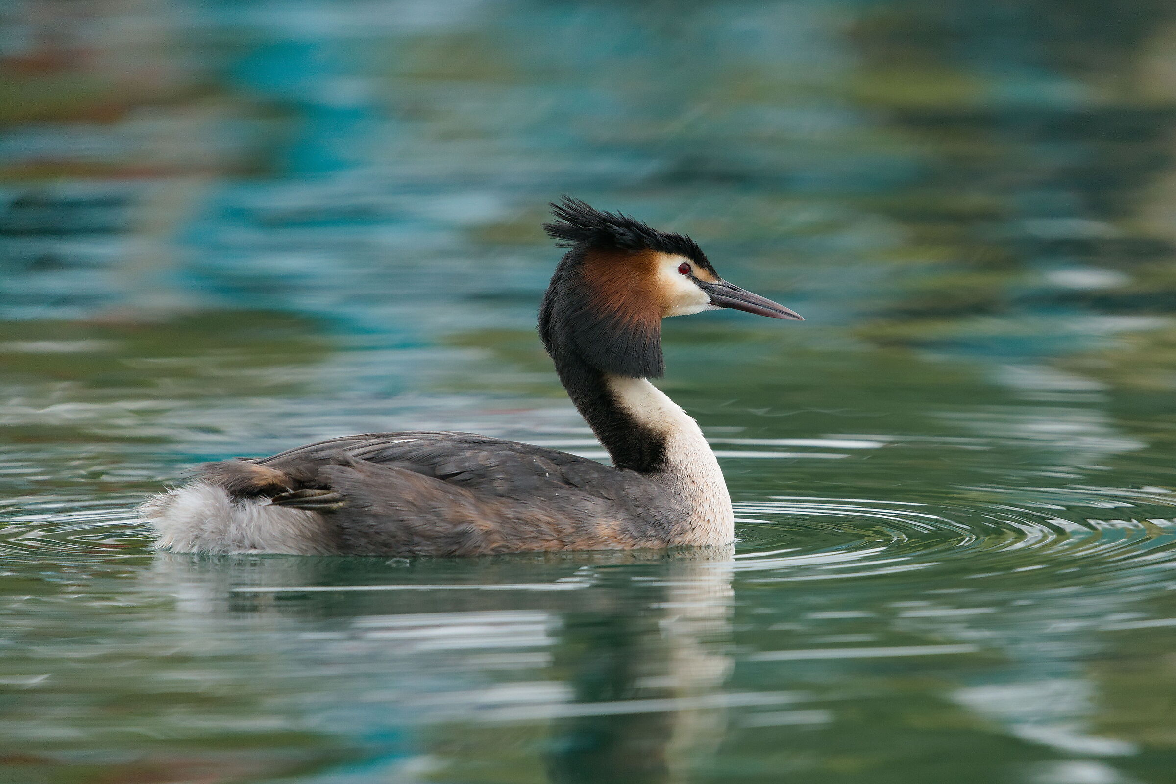 Grebe maggipre