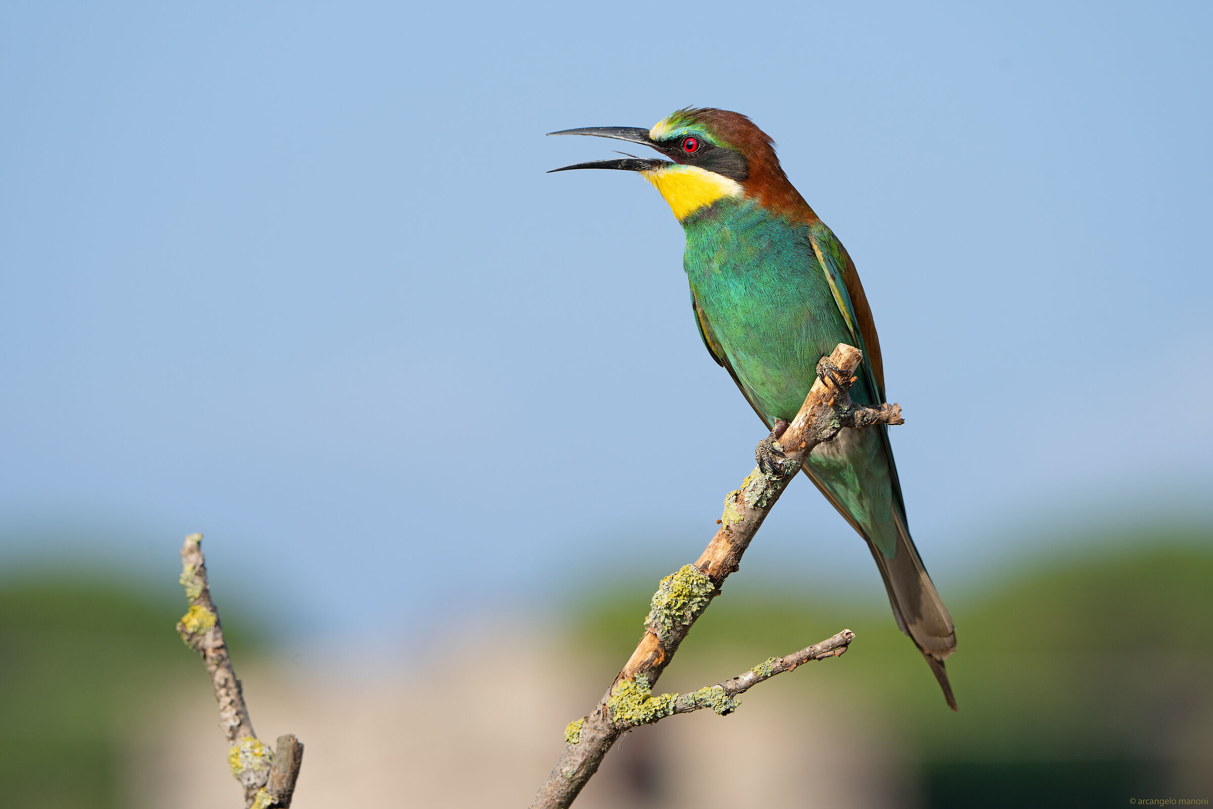 Il gruccione accaldato