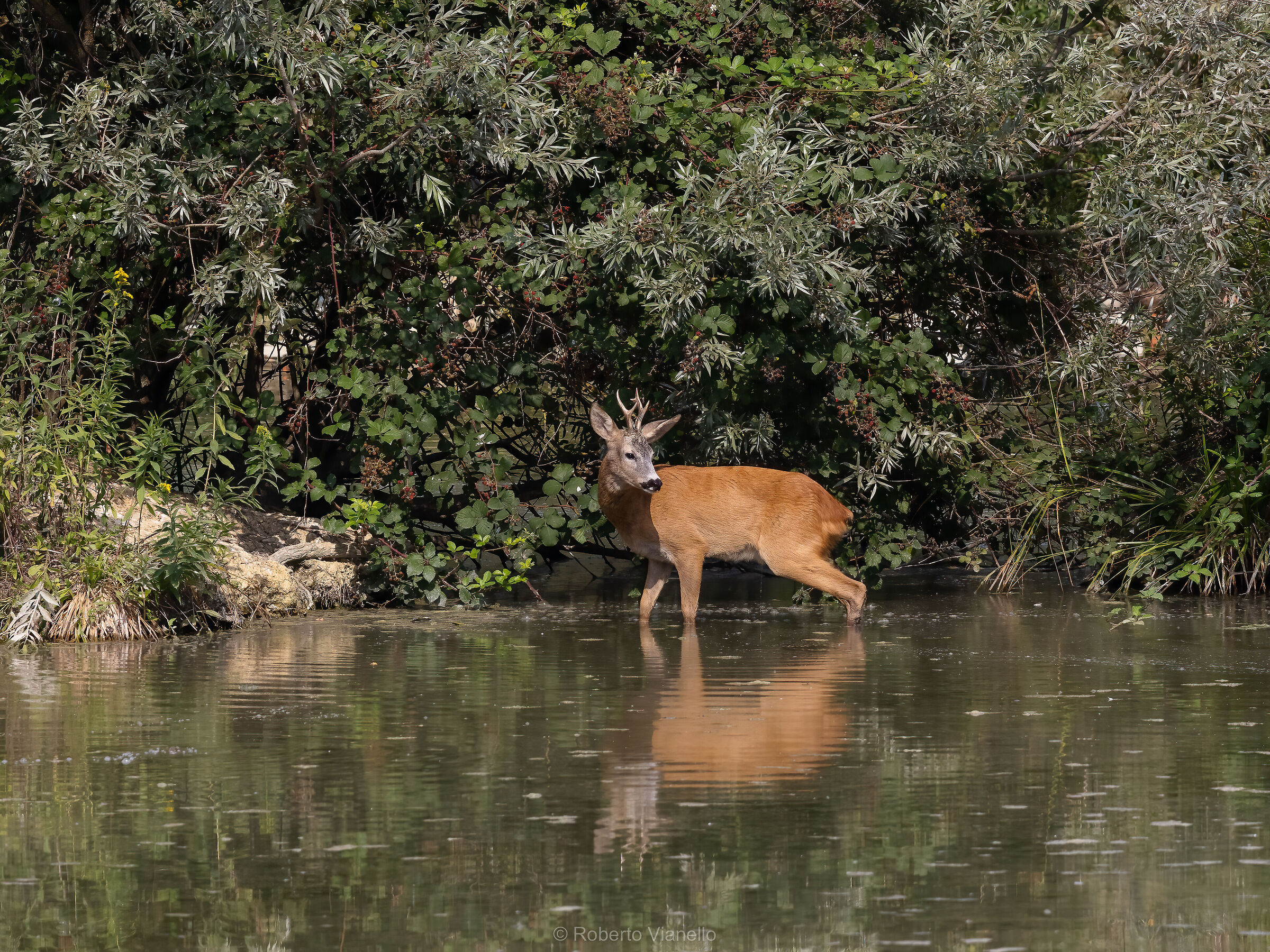 Capriolo (Capreolus capreolus)