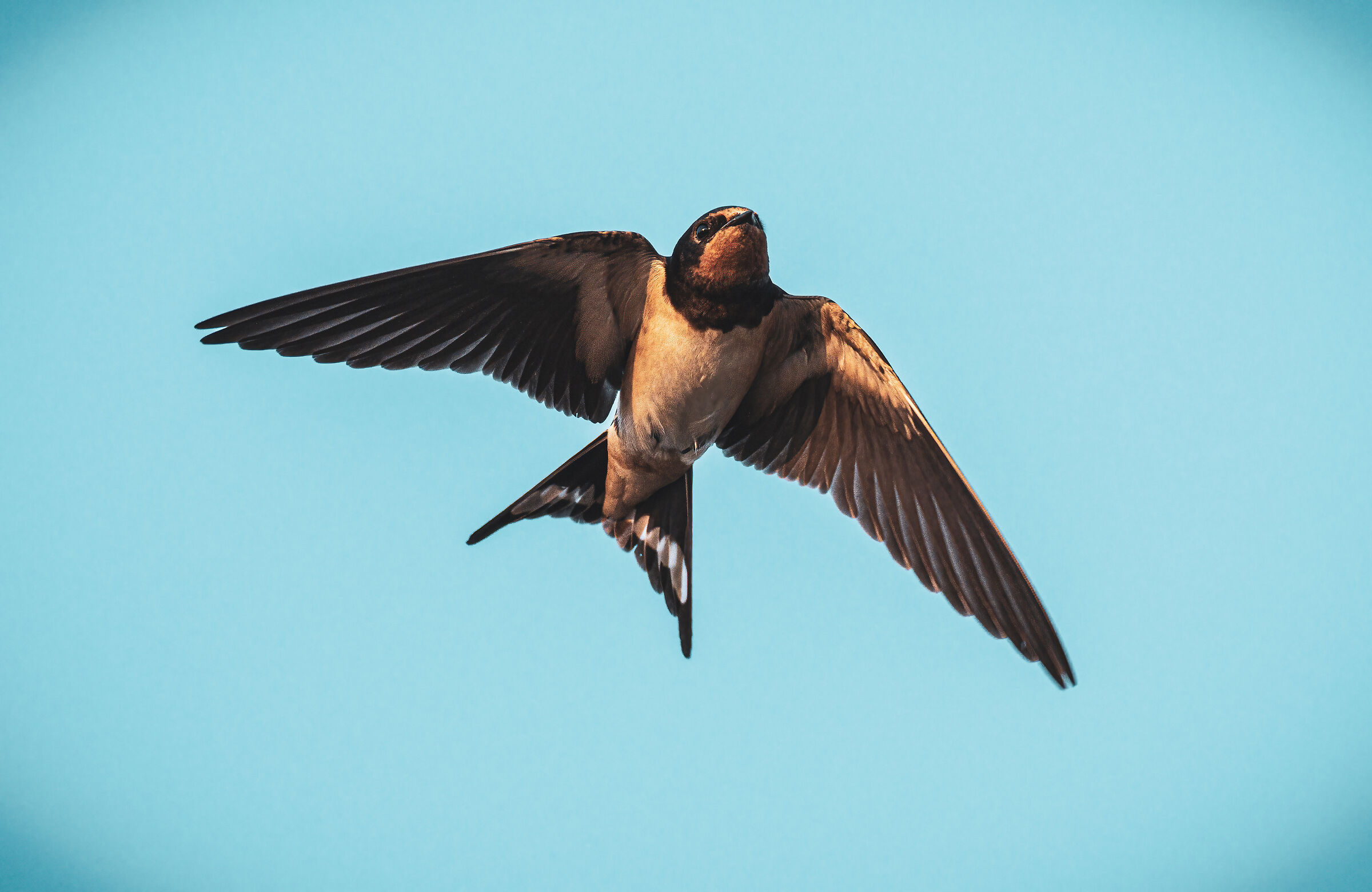 Swallow