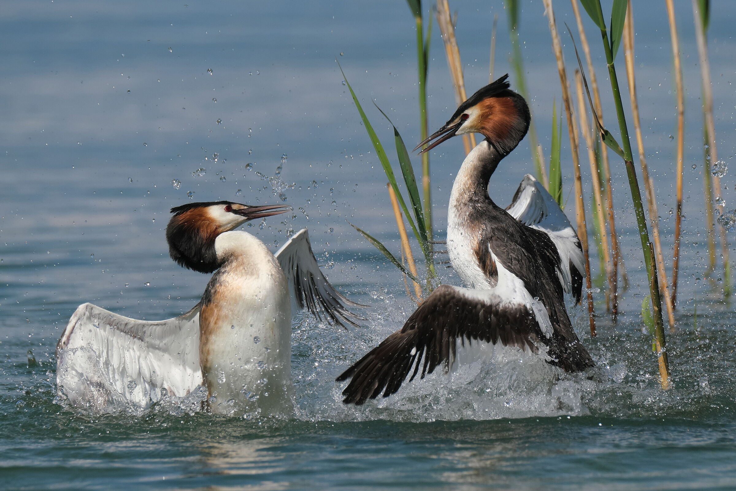 Grebe maggipre