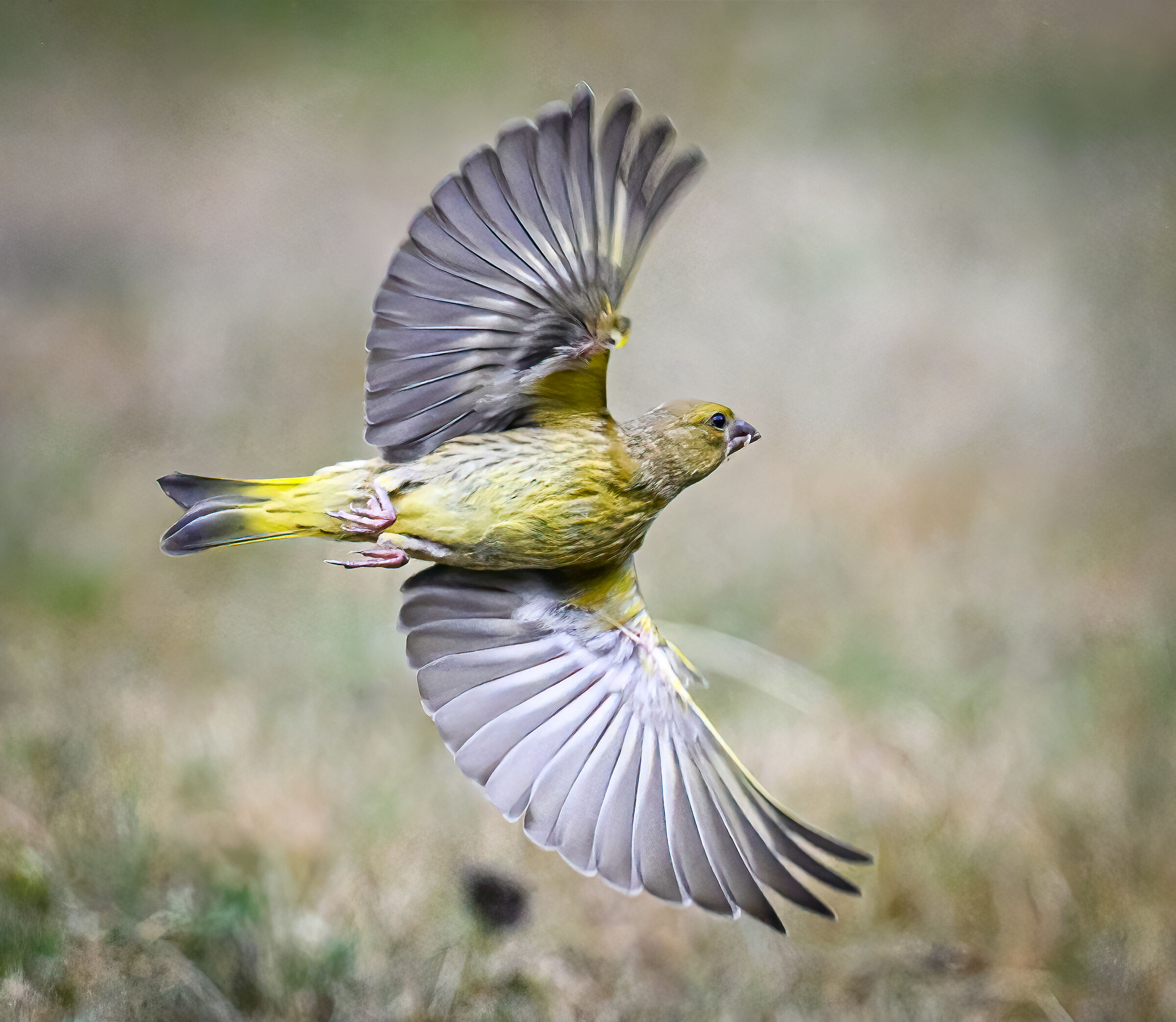 Verdone in volo ... laterale
