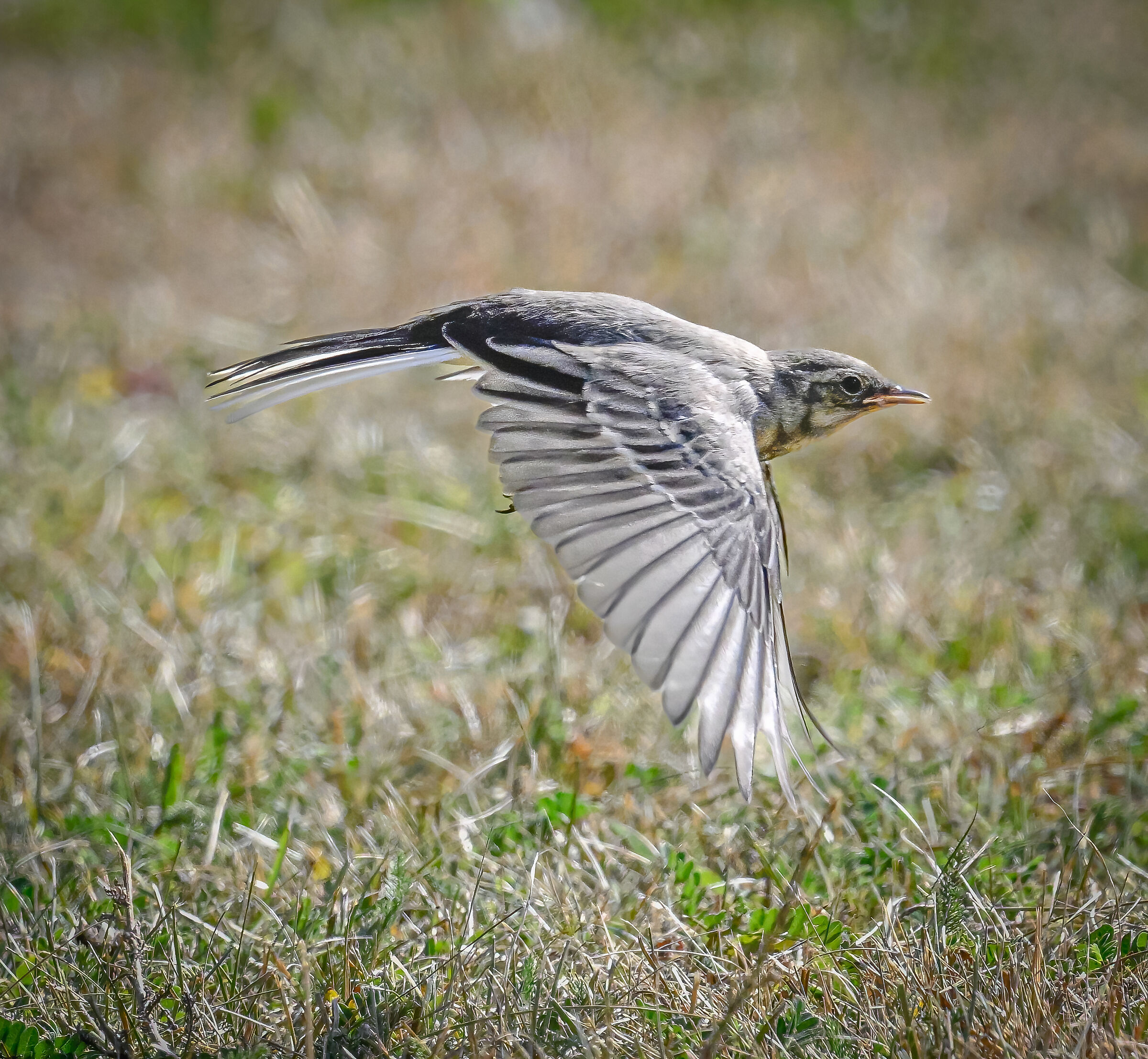 Ballerina bianca in volo