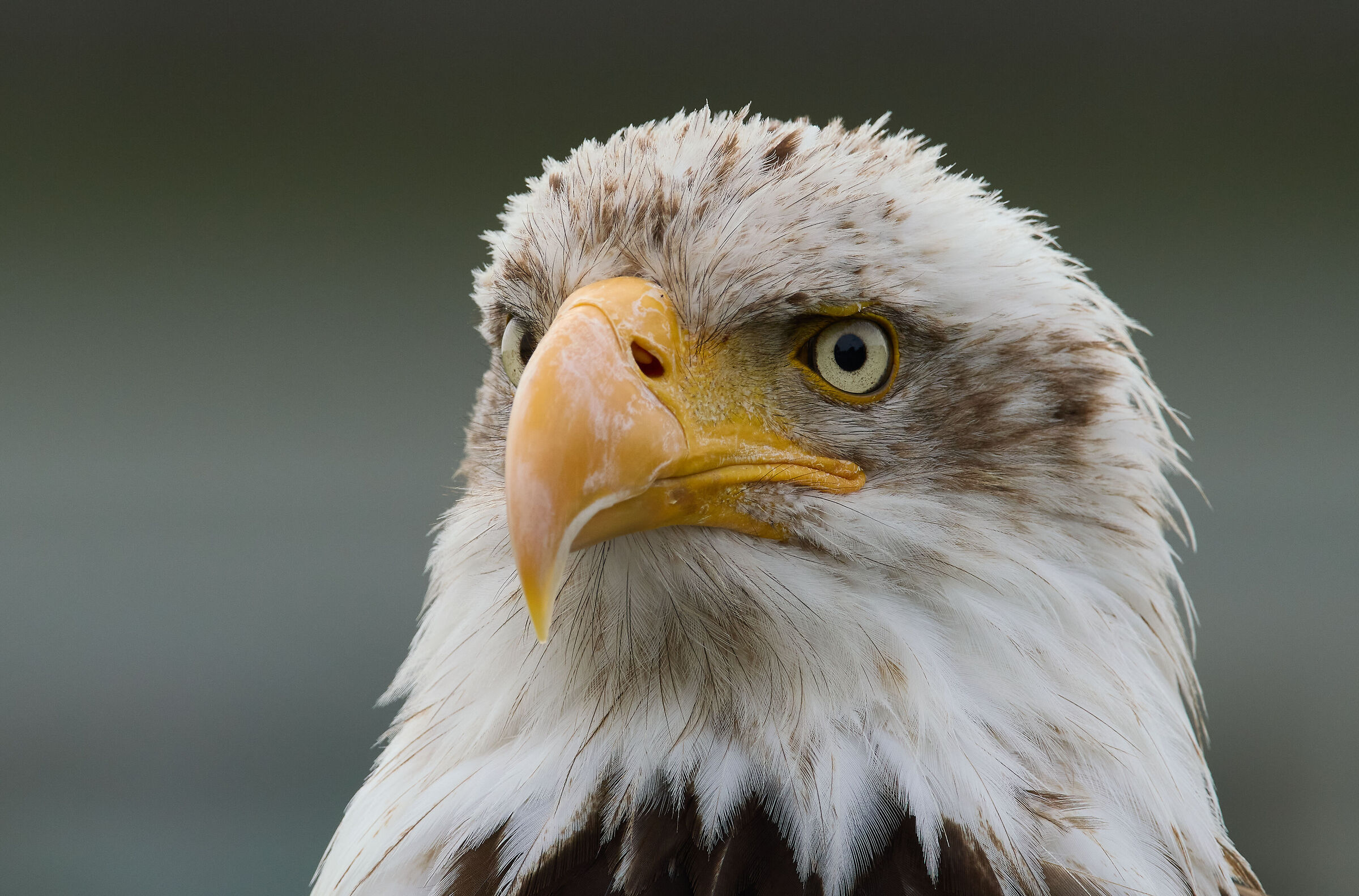 Aquila calva