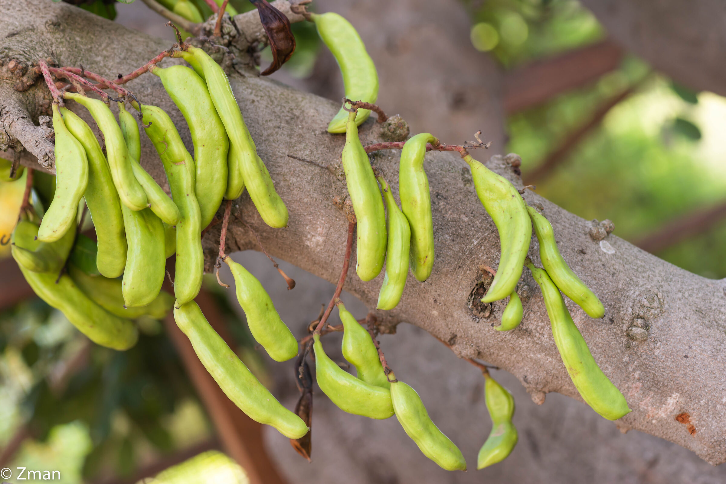 Carob