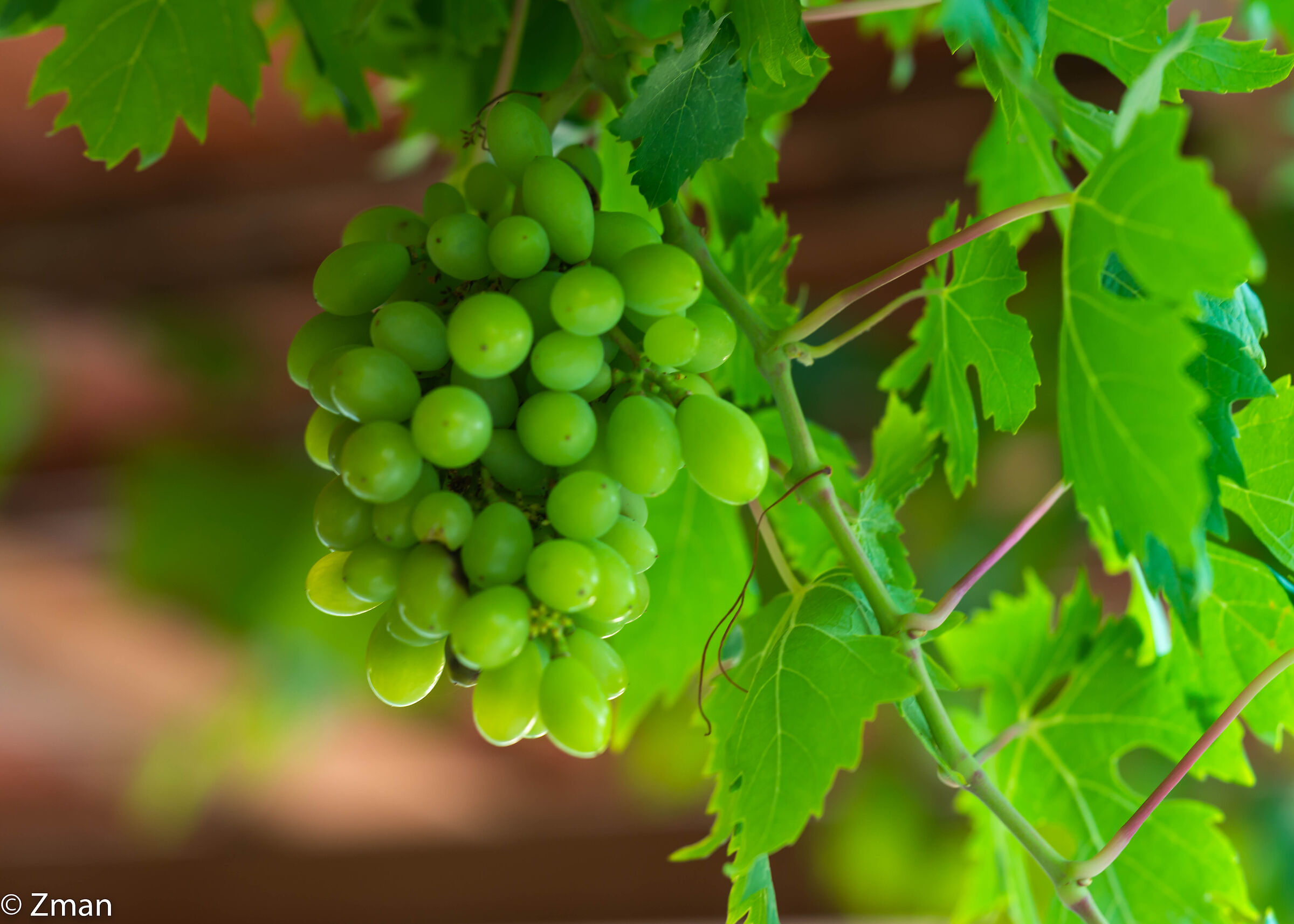Grapes
