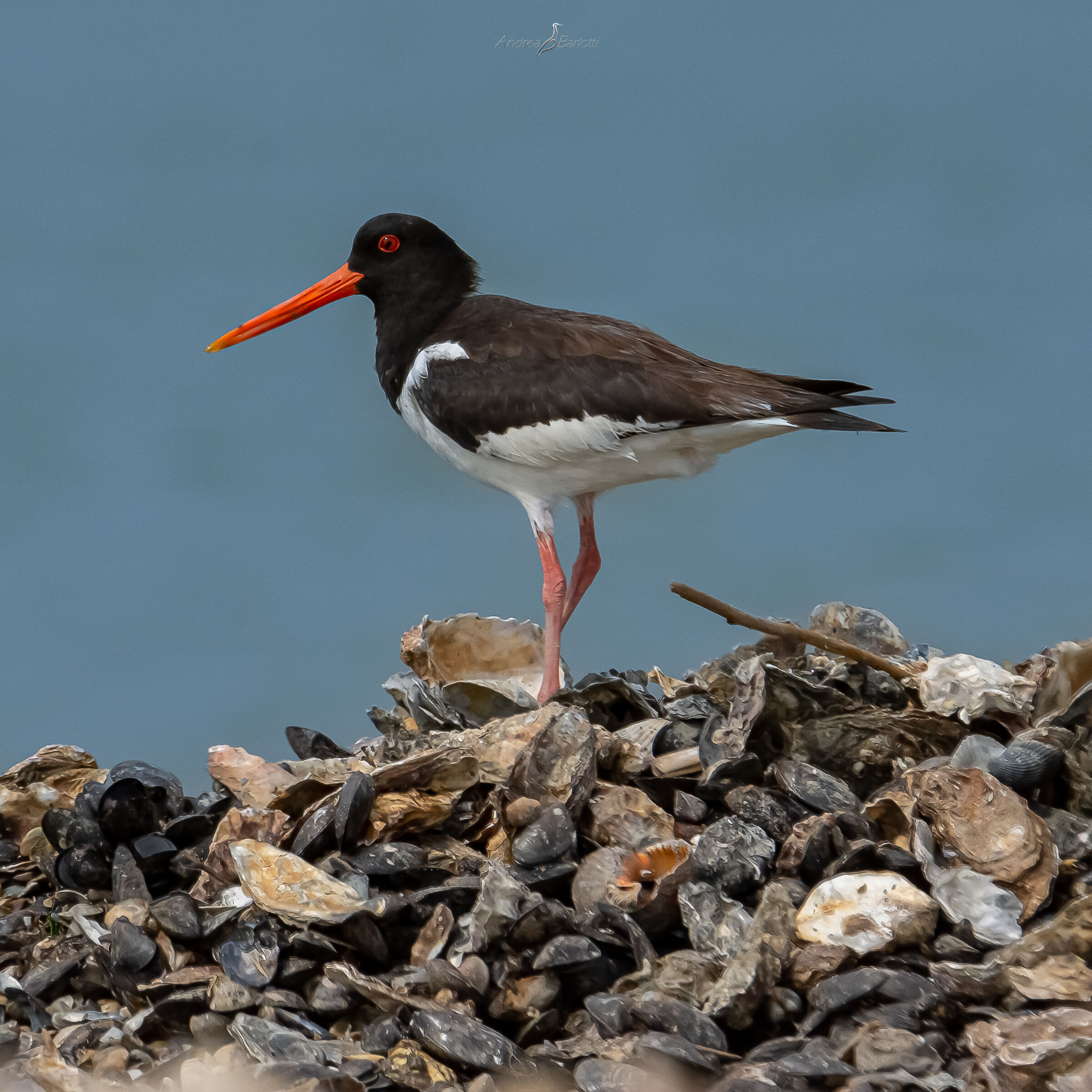 A mountain of oysters