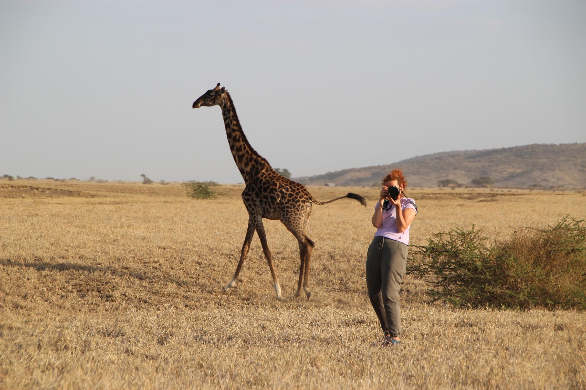 Ops... I seemed to see a giraffe ... !!!??
