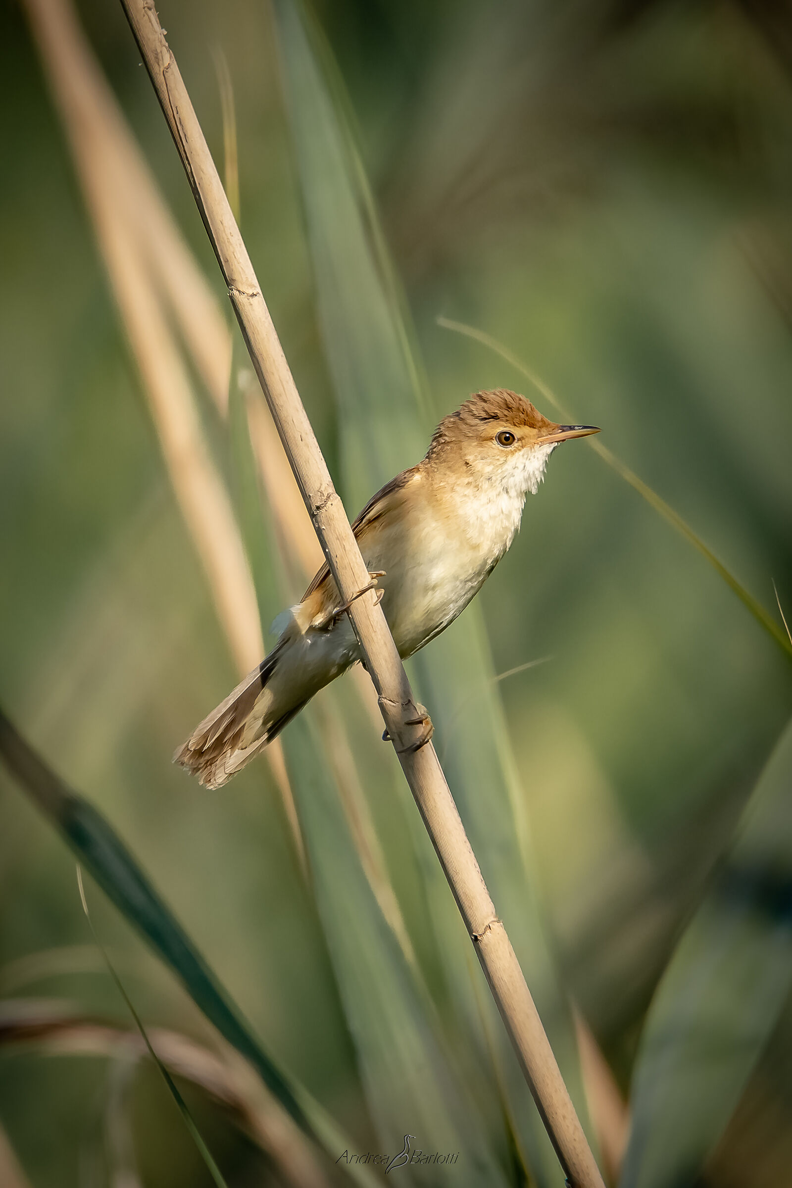 Reed warbler