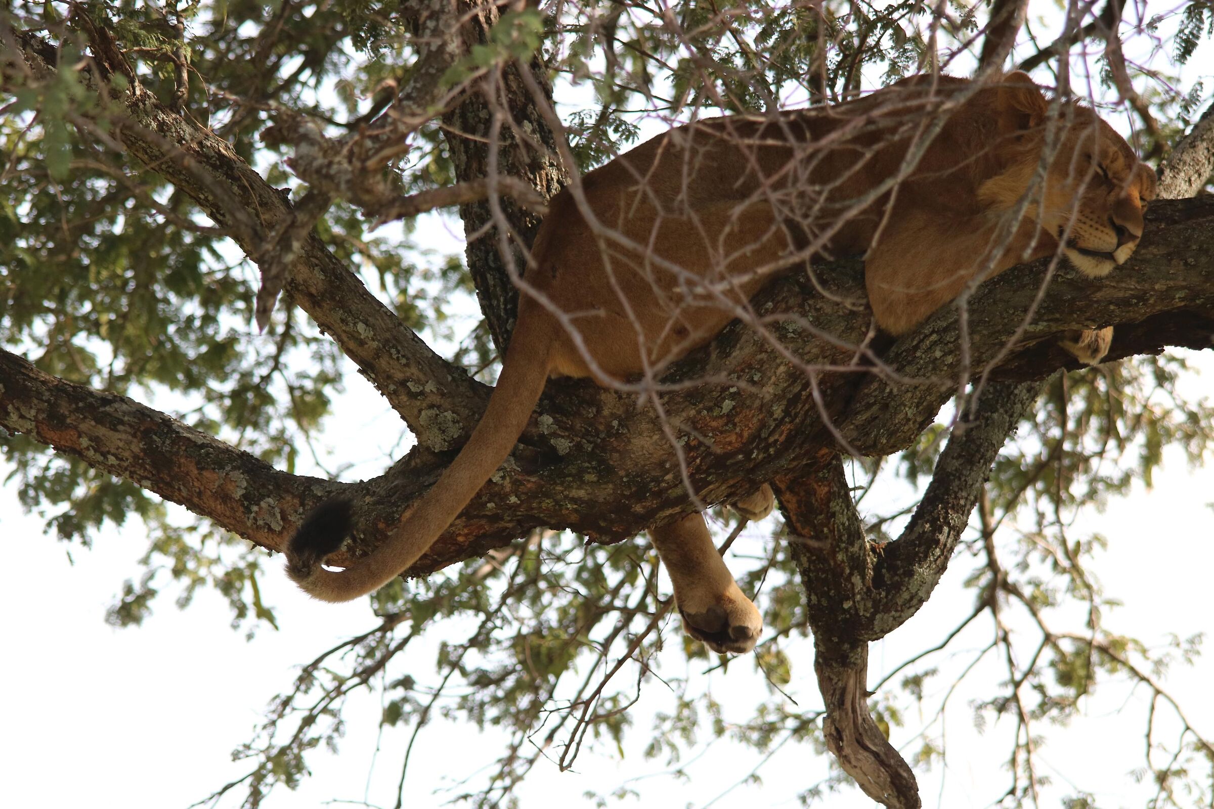 In the absence of the hammock ...