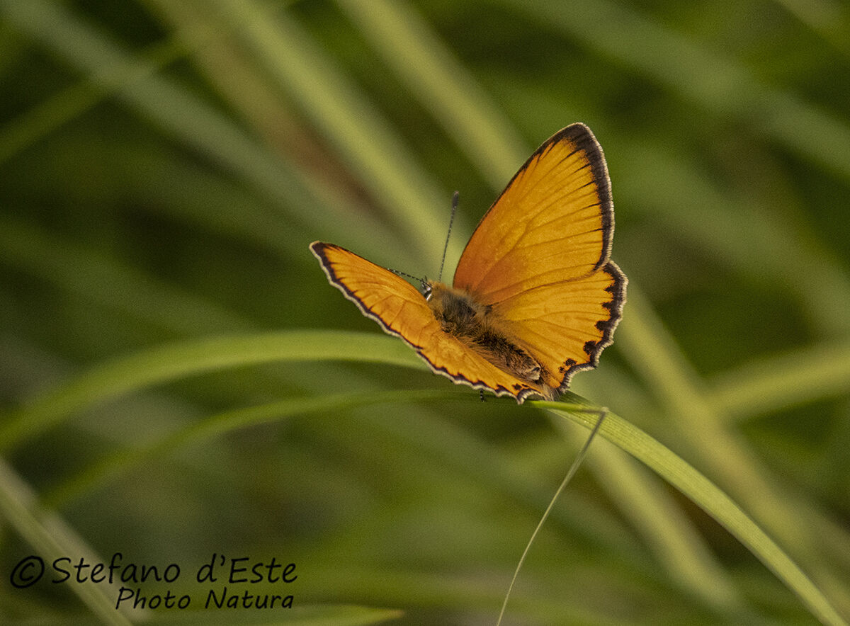 Lycaena virgaureae