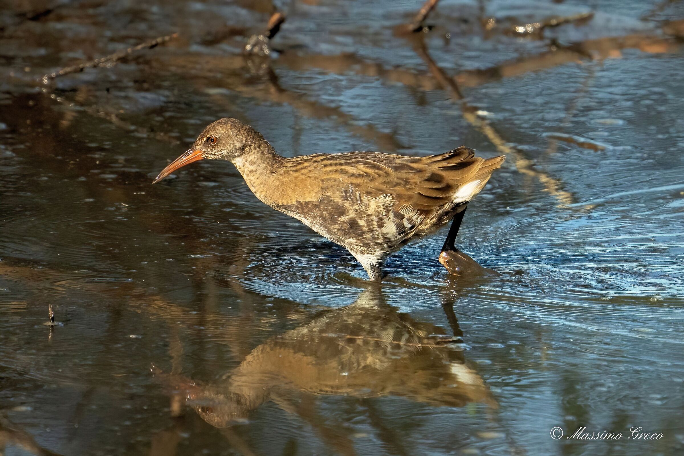 Porciglione (Rallus aquaticus)