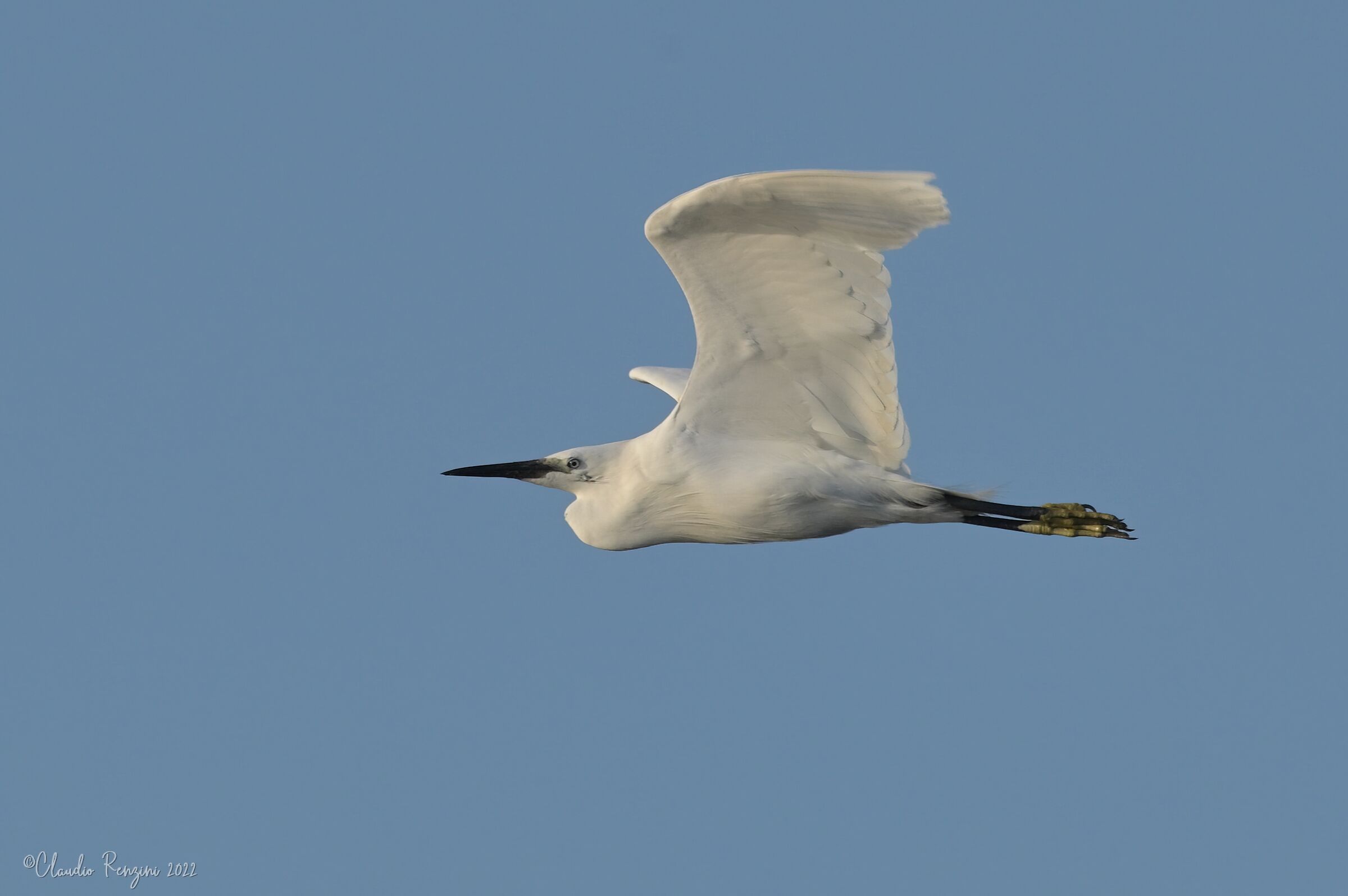 the flight of the egret
