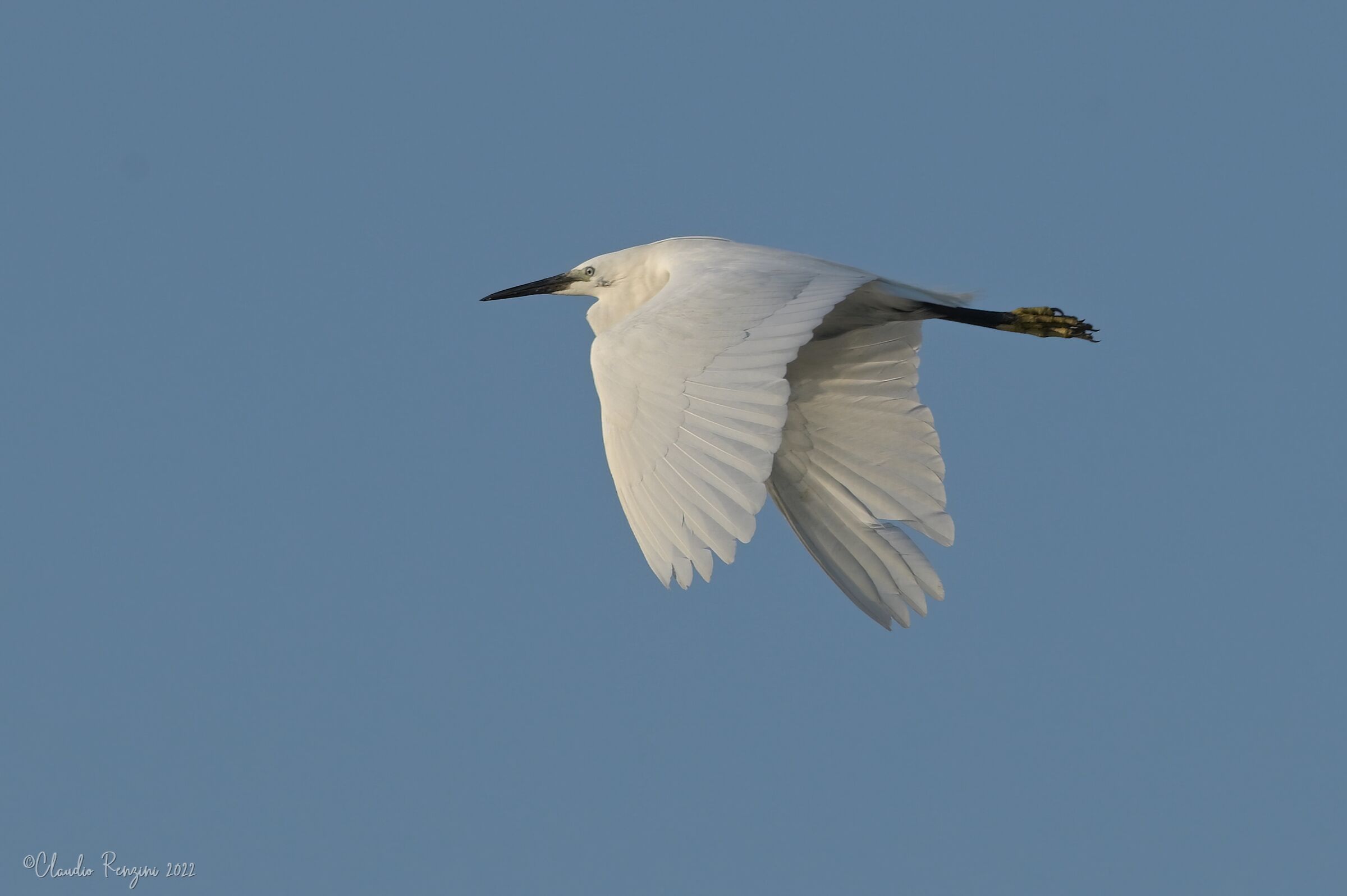 the flight of the egret