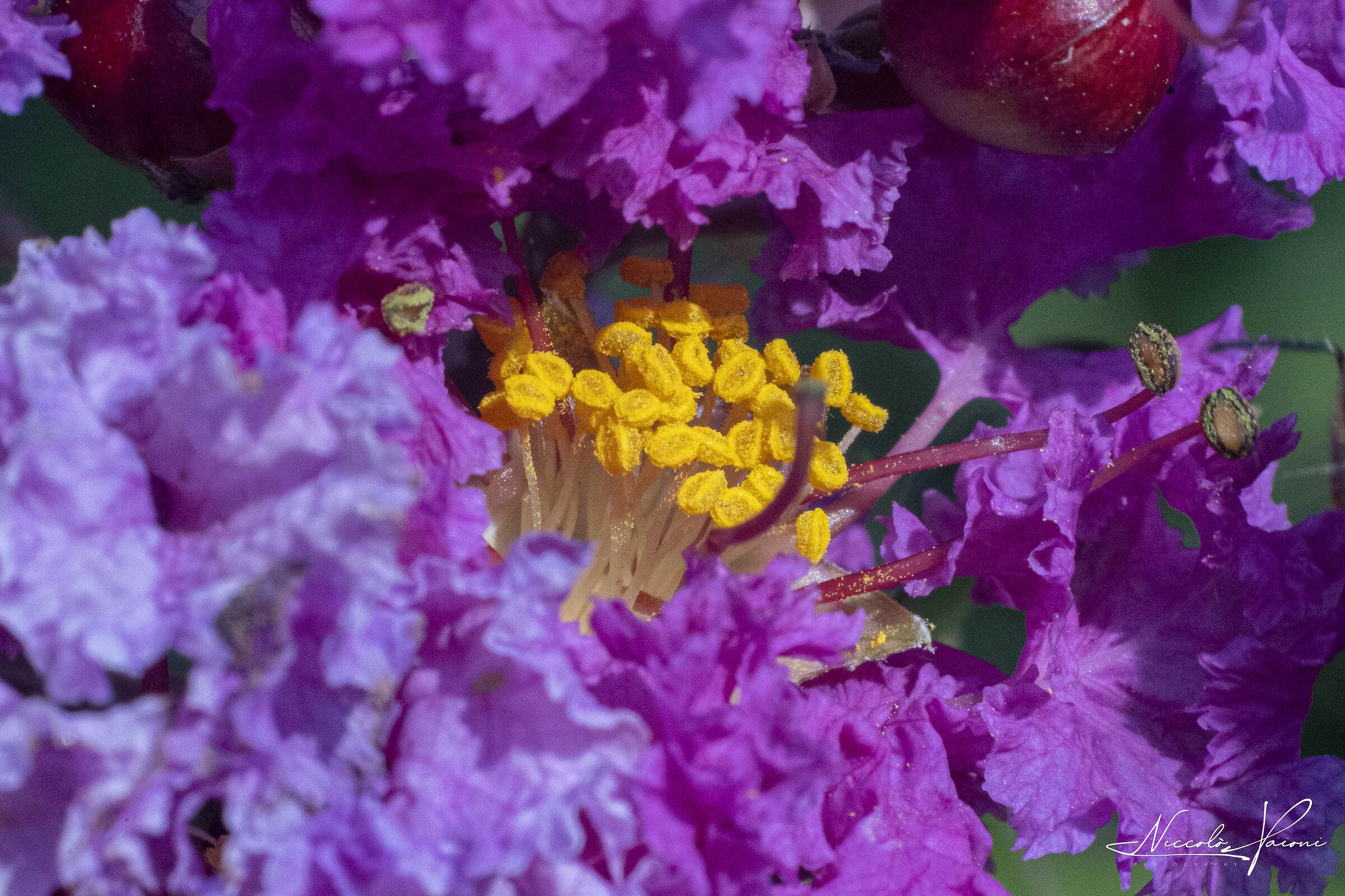 Try with vintage macro converter 1